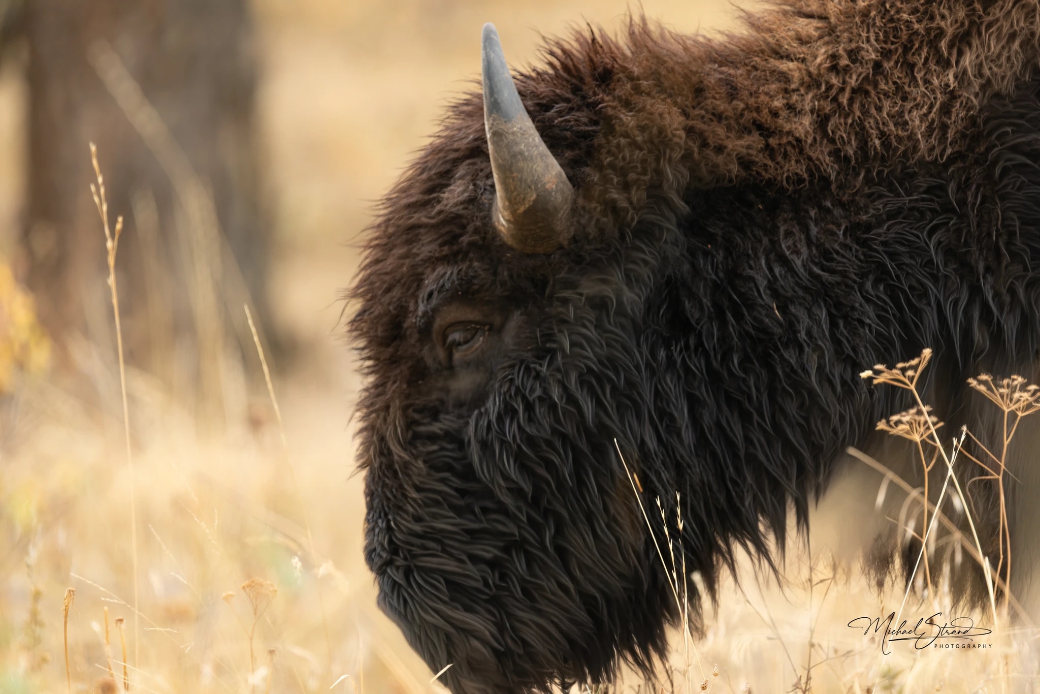 Bison Big Head