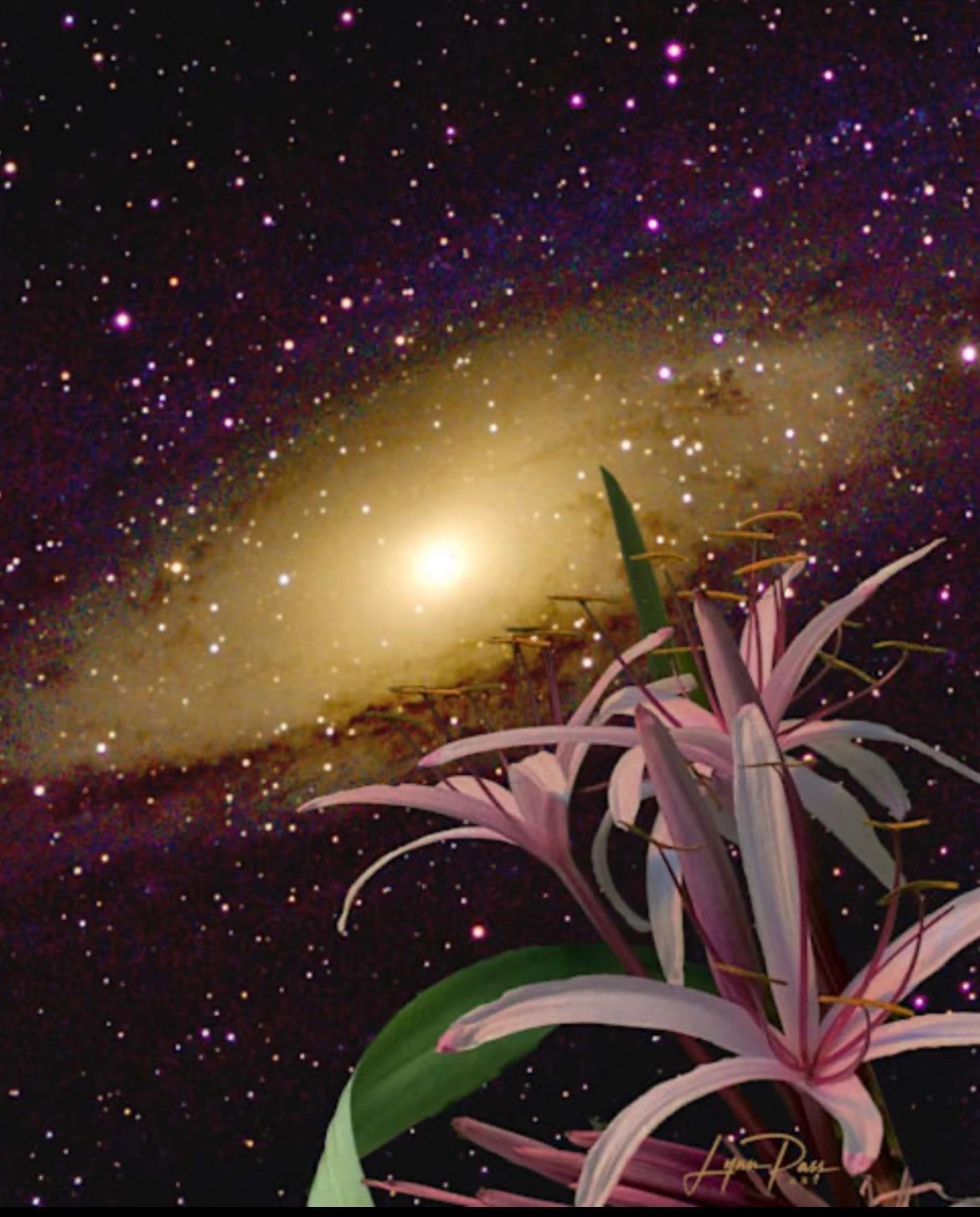 Cosmic Lilies