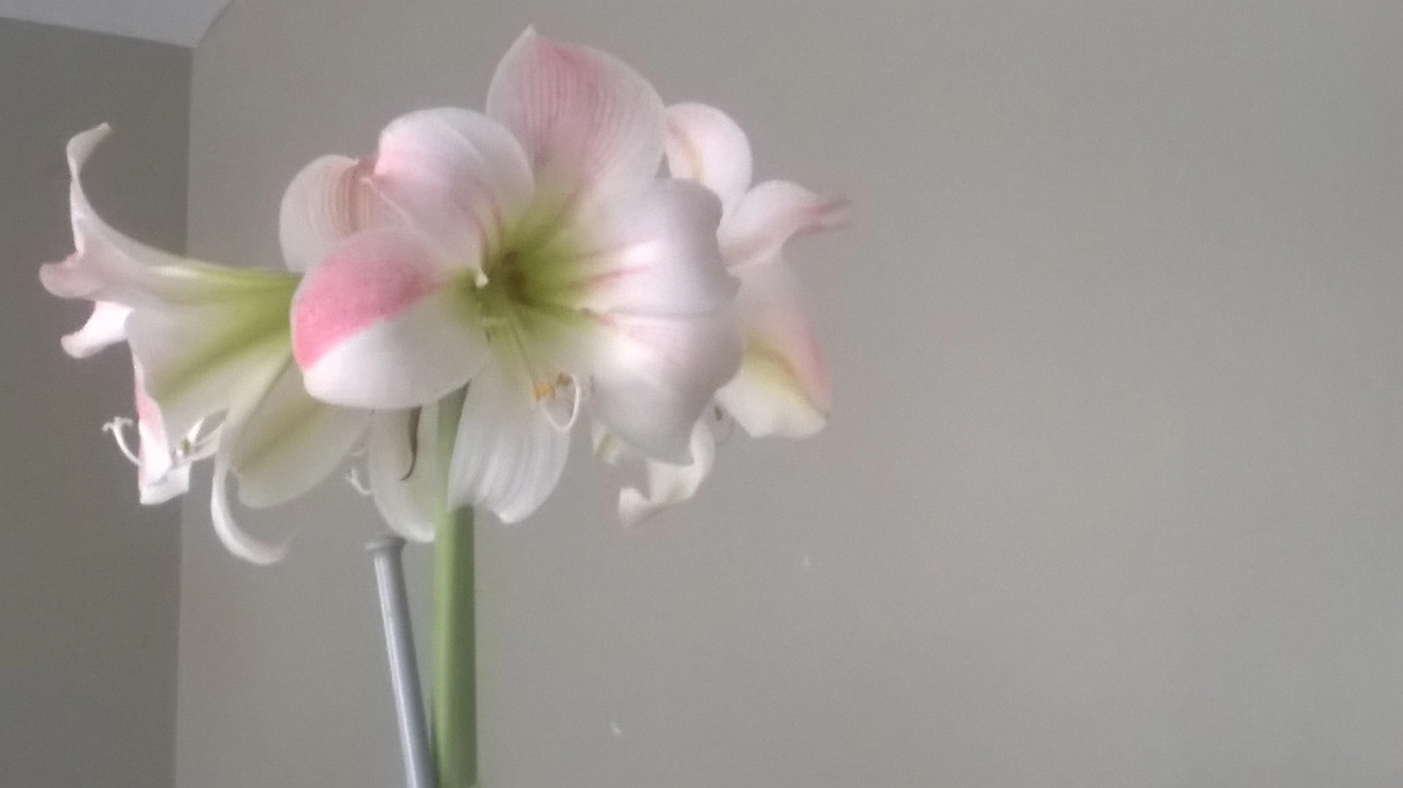 Soft Bloom