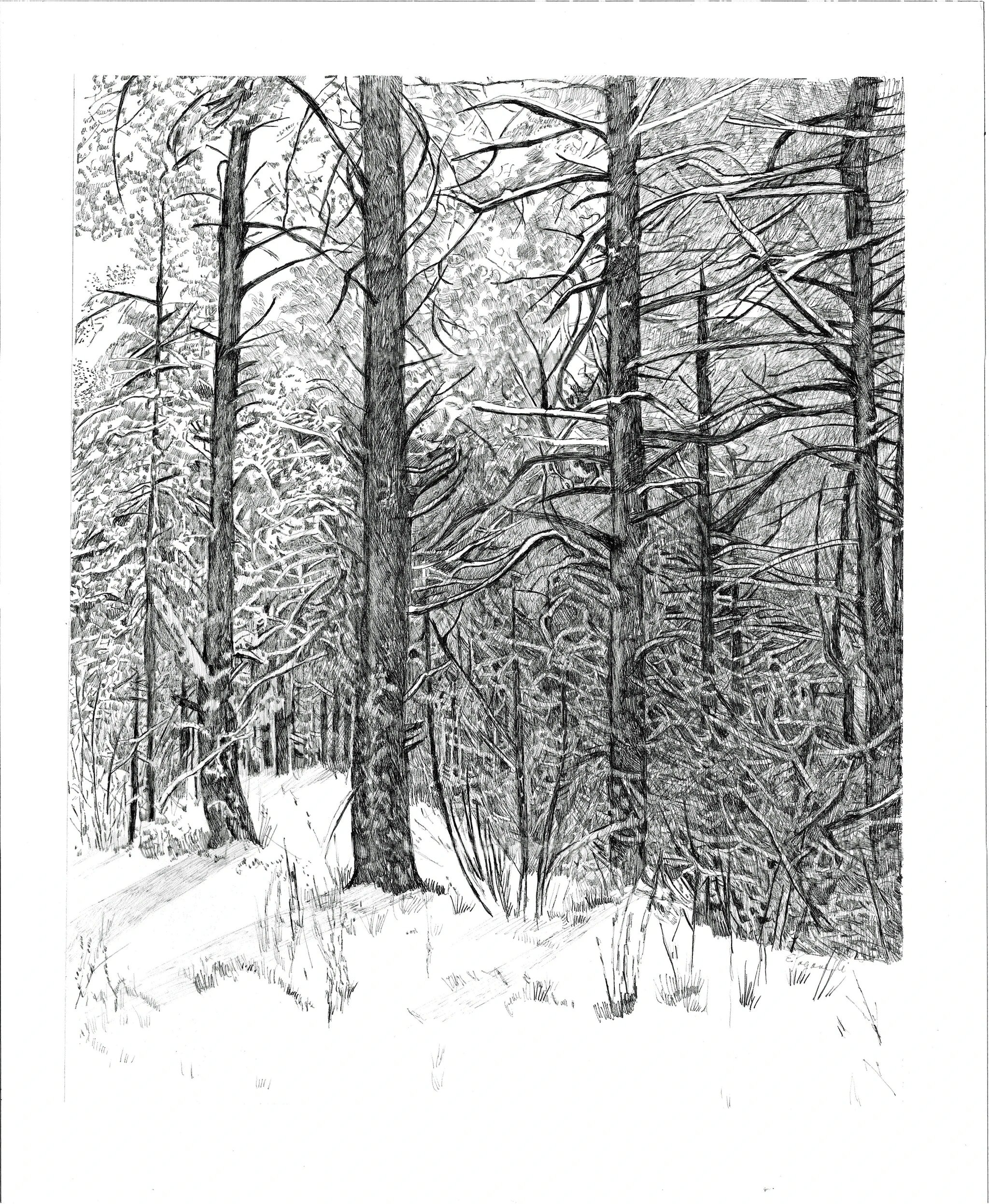 Winter Woods