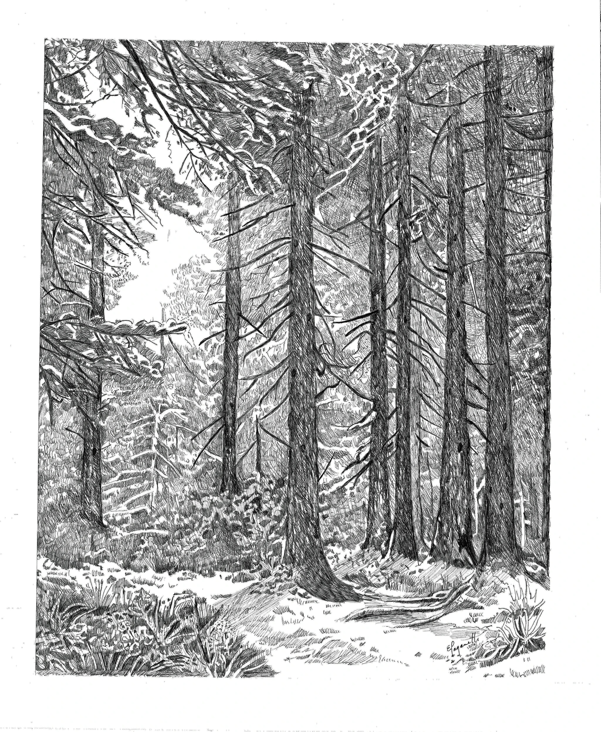 The Quiet Forest