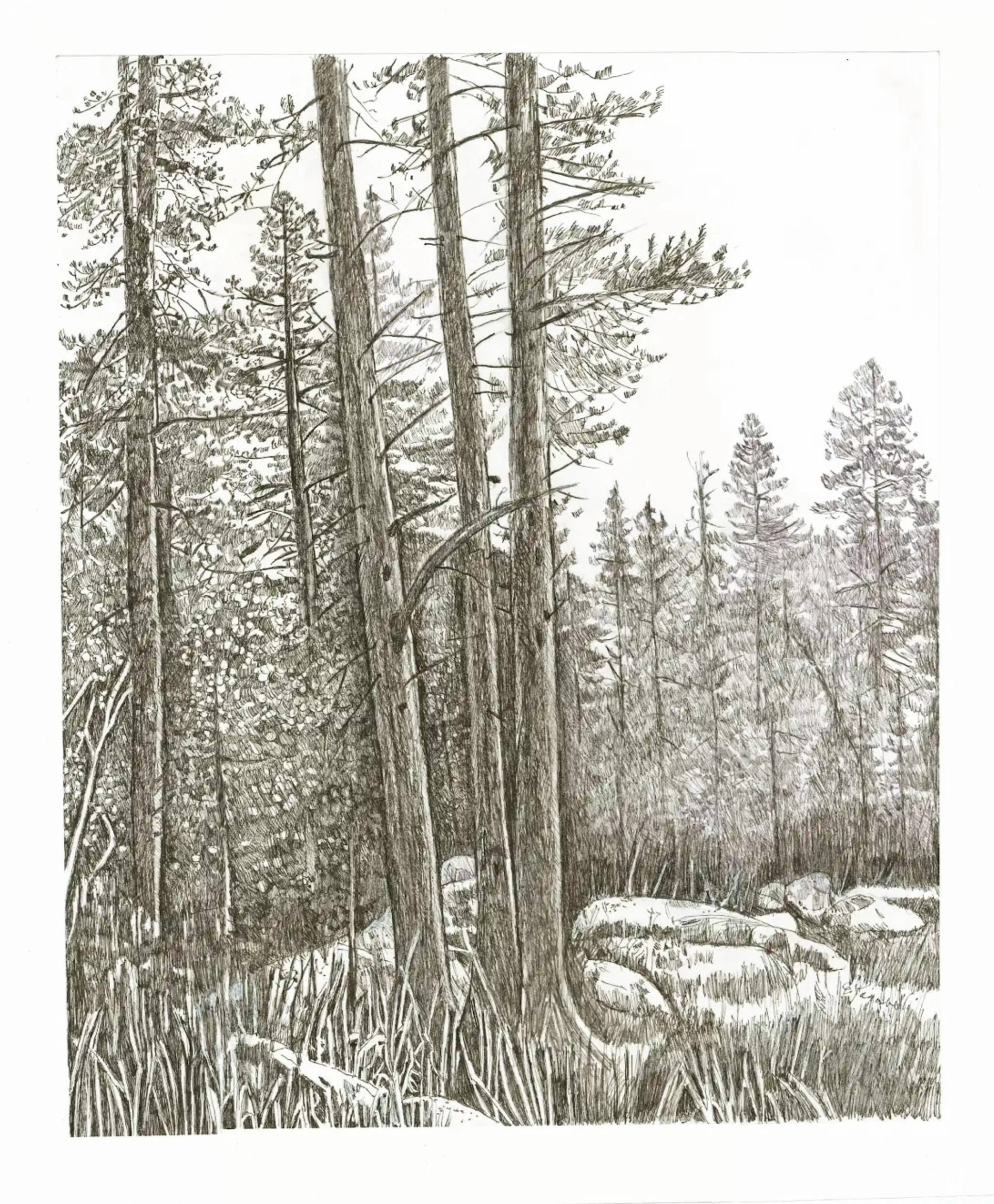 Pines and Stone