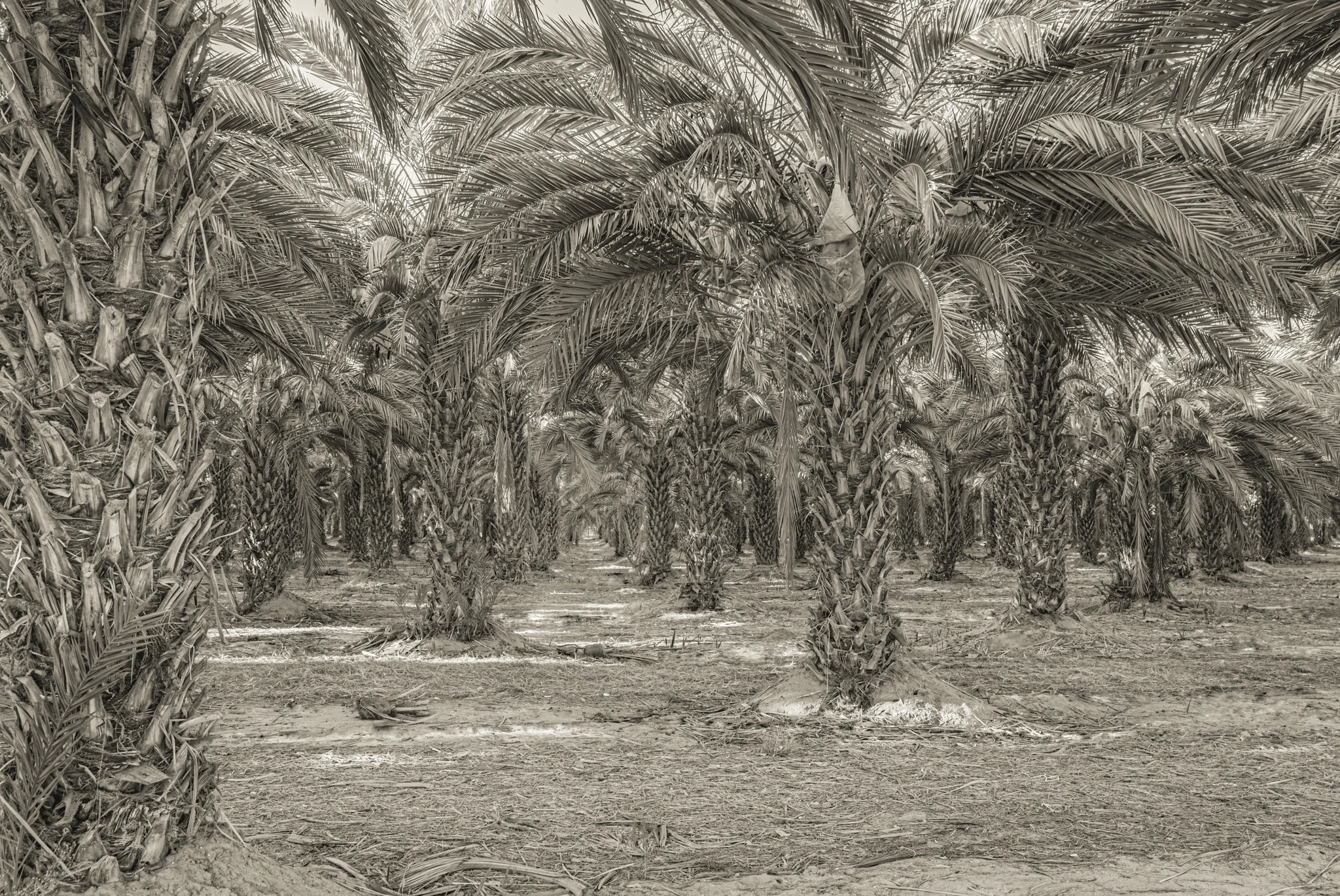 Date Palms in a Row