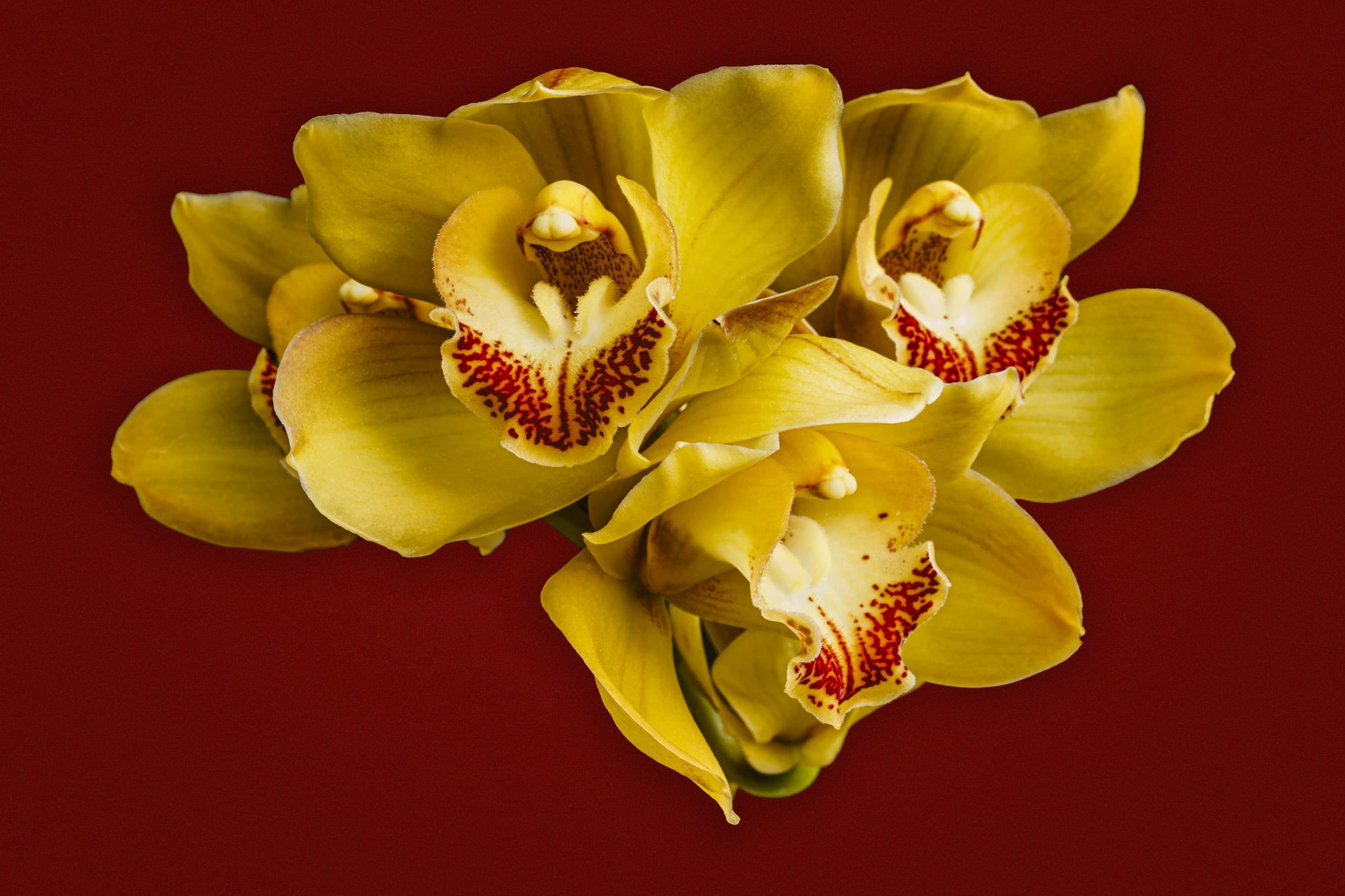 Orchid in Bloom