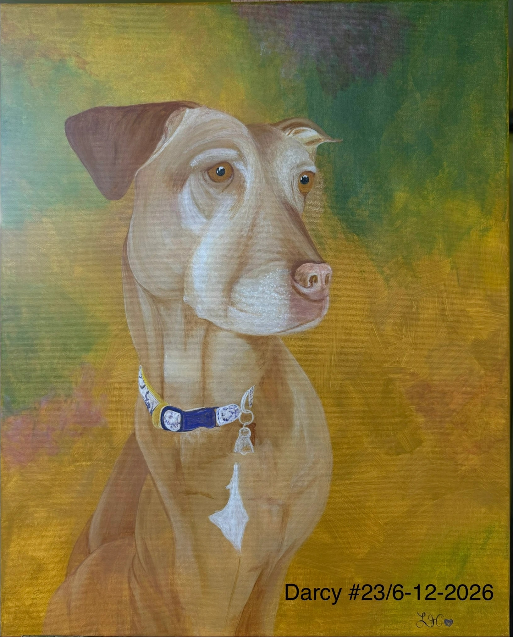Darcy the Dog