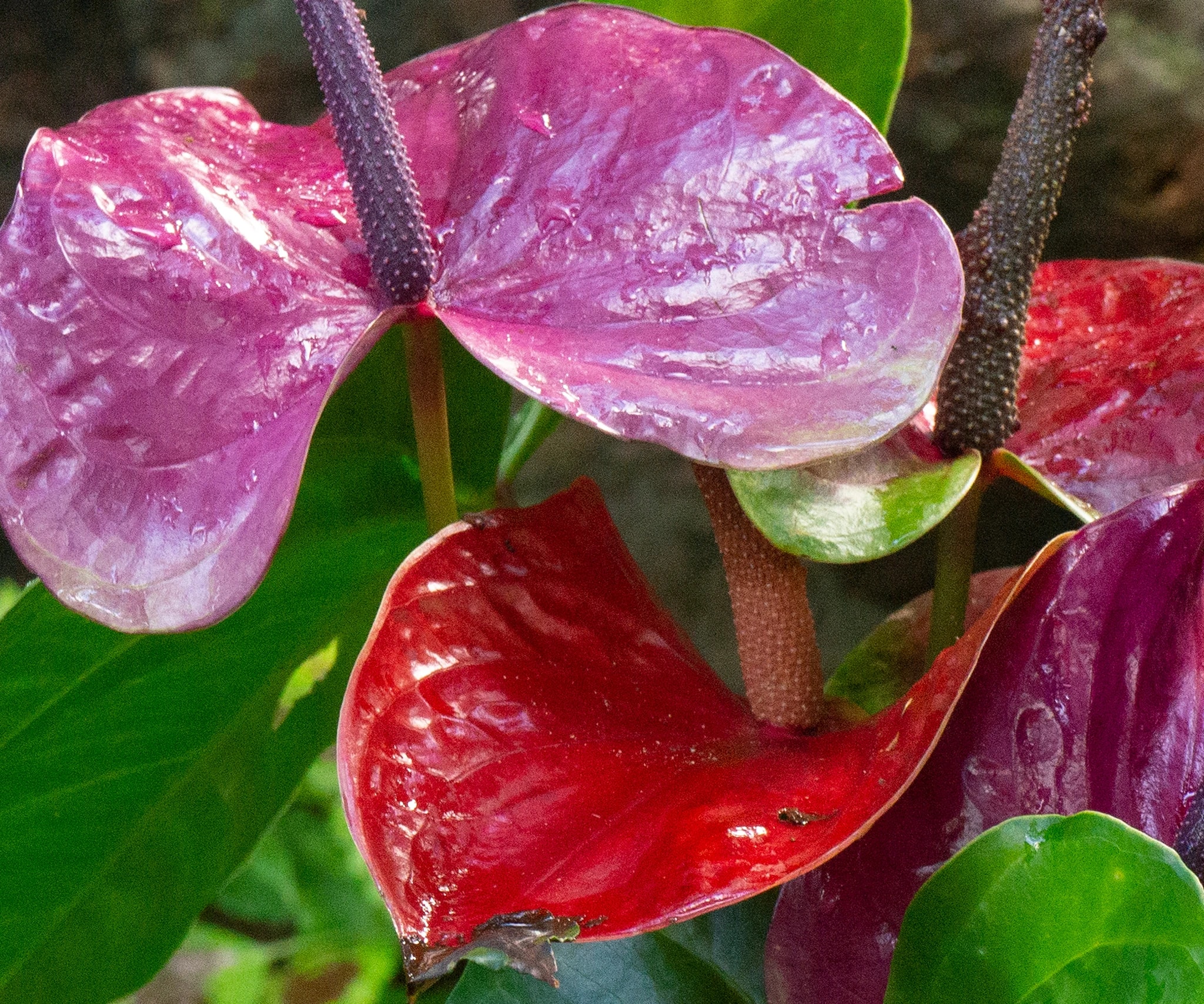 Anthurium Red