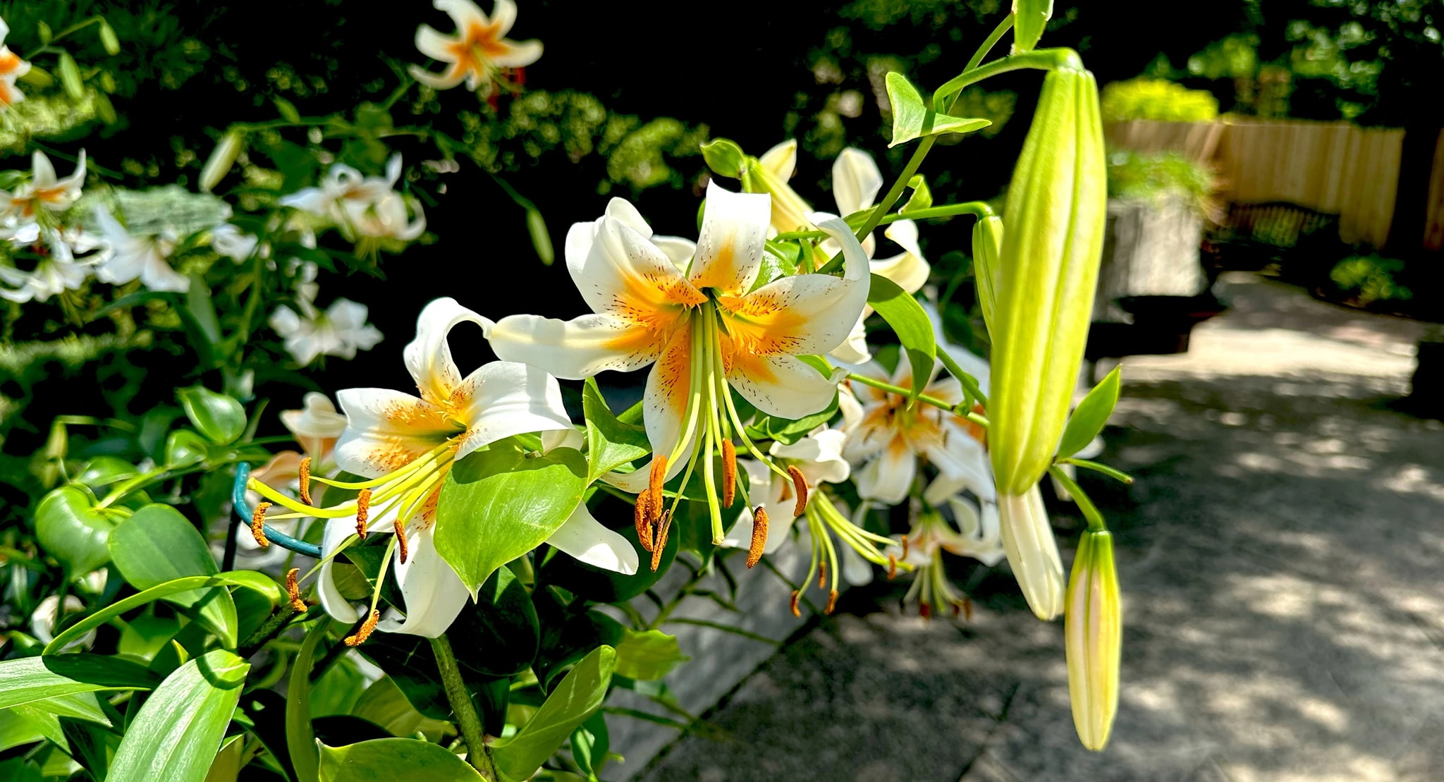 Welcome Lilies