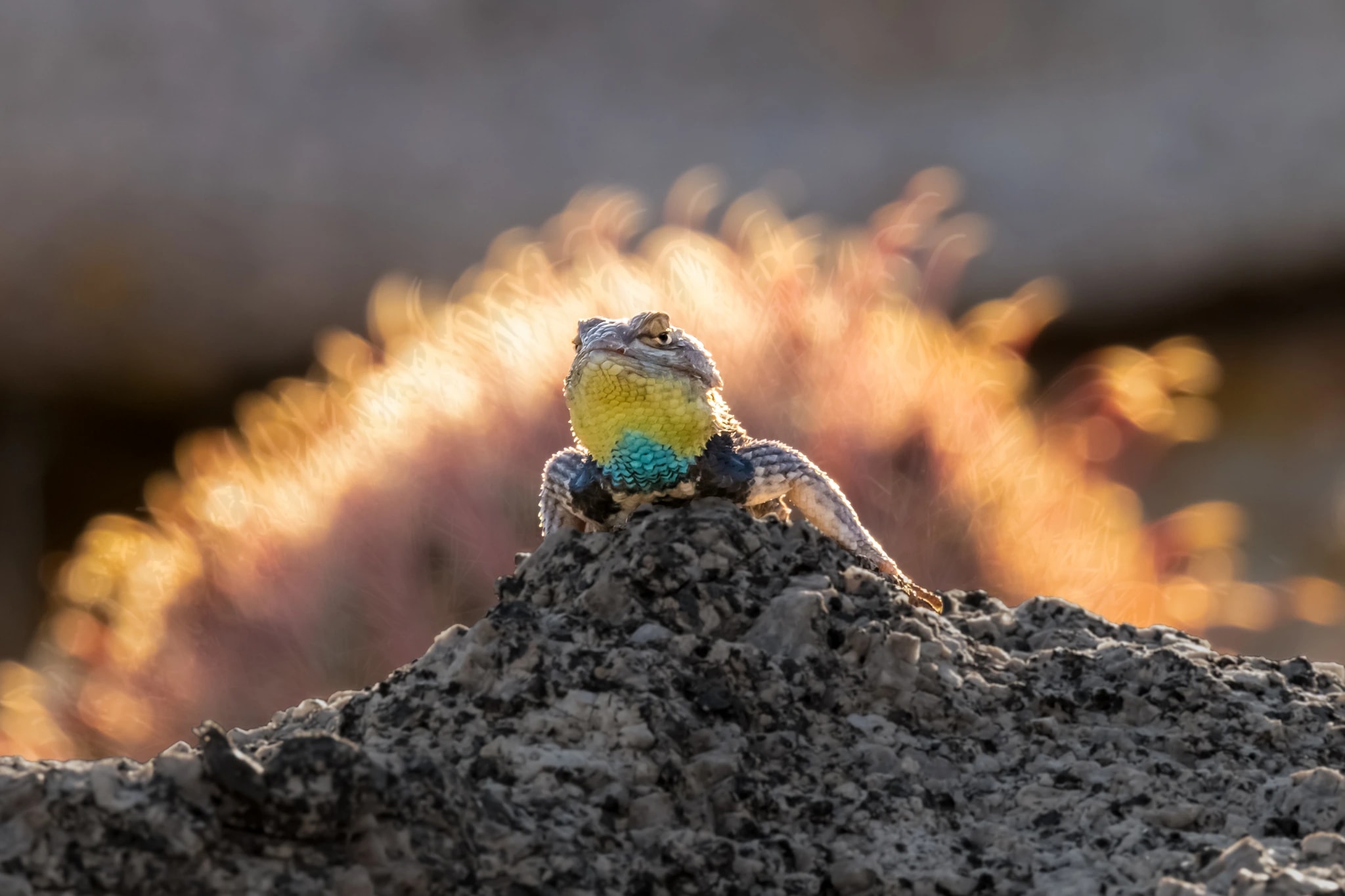 Sunlit Perch