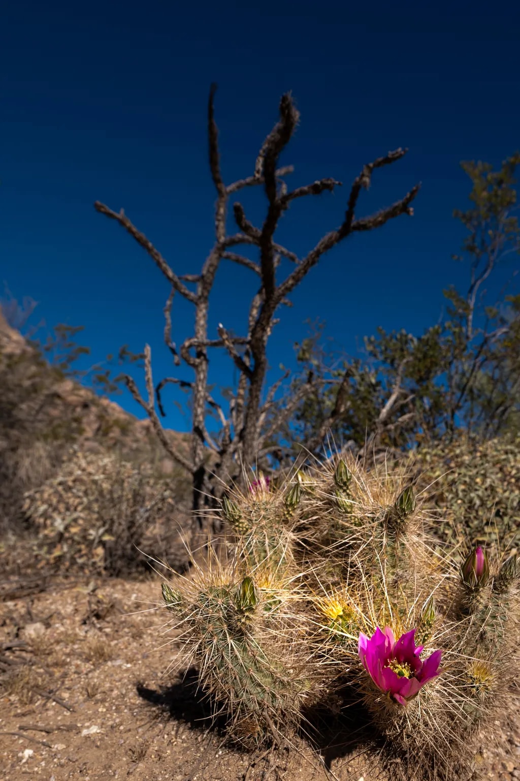 Desert Bloom