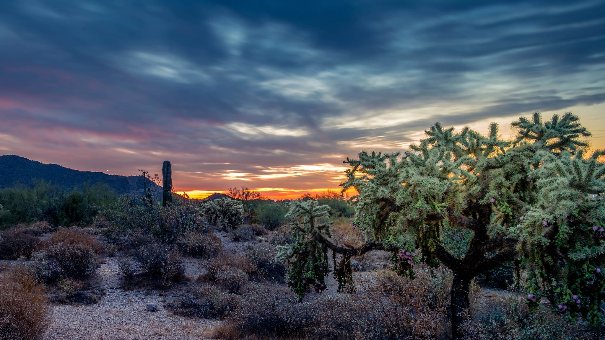Evening Across the Mesquite