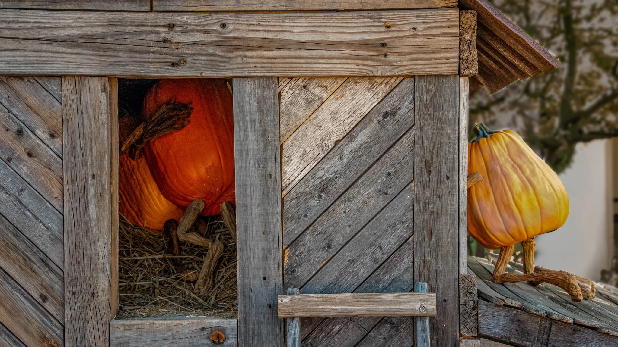 Peeking Pumpkin