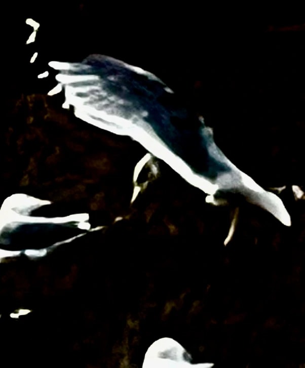 Night Birds