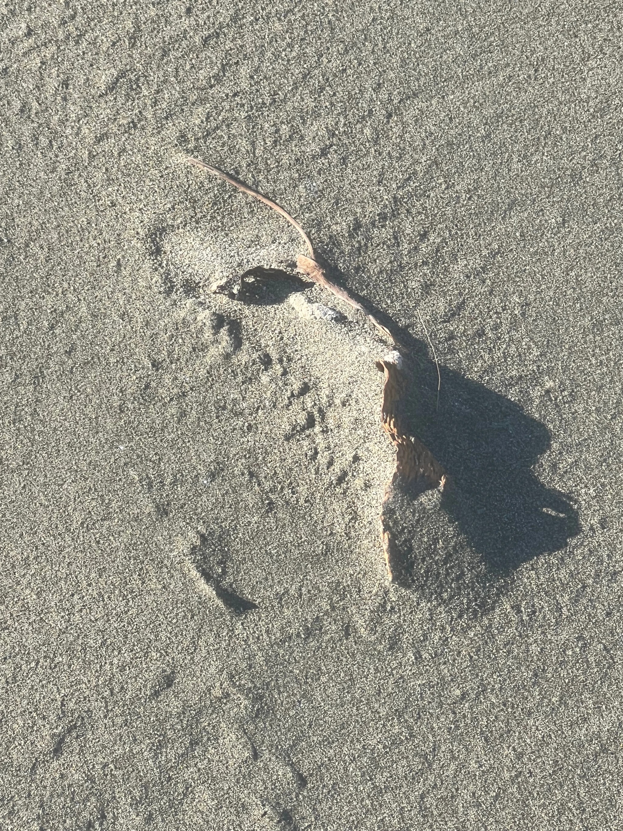 Leaf Shadow