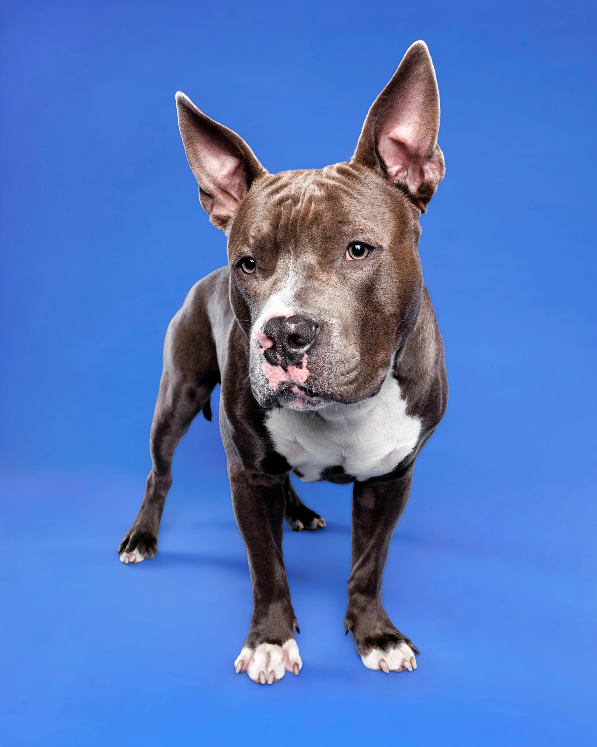 Bully on Blue 1