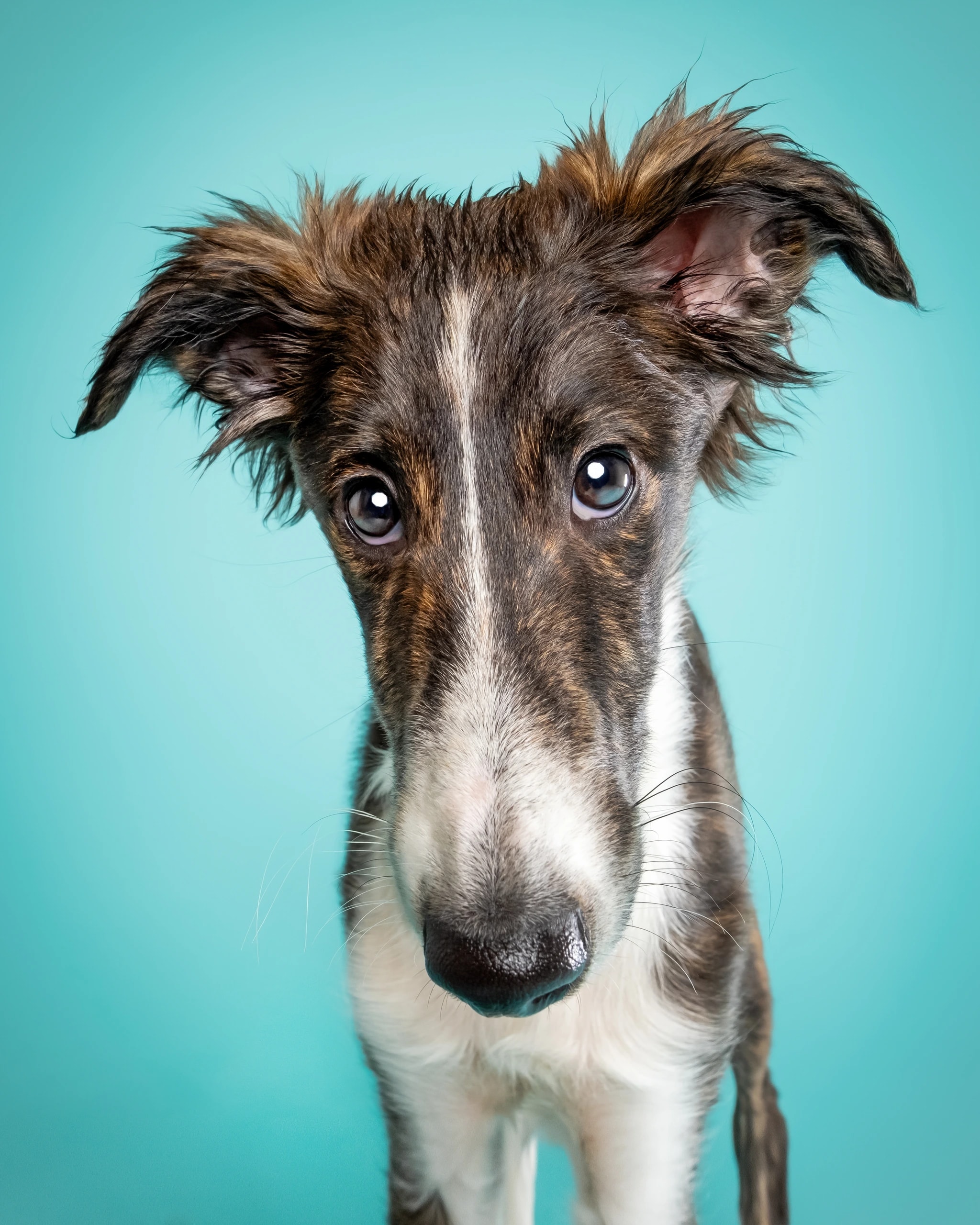 Silken Windhound Pup
