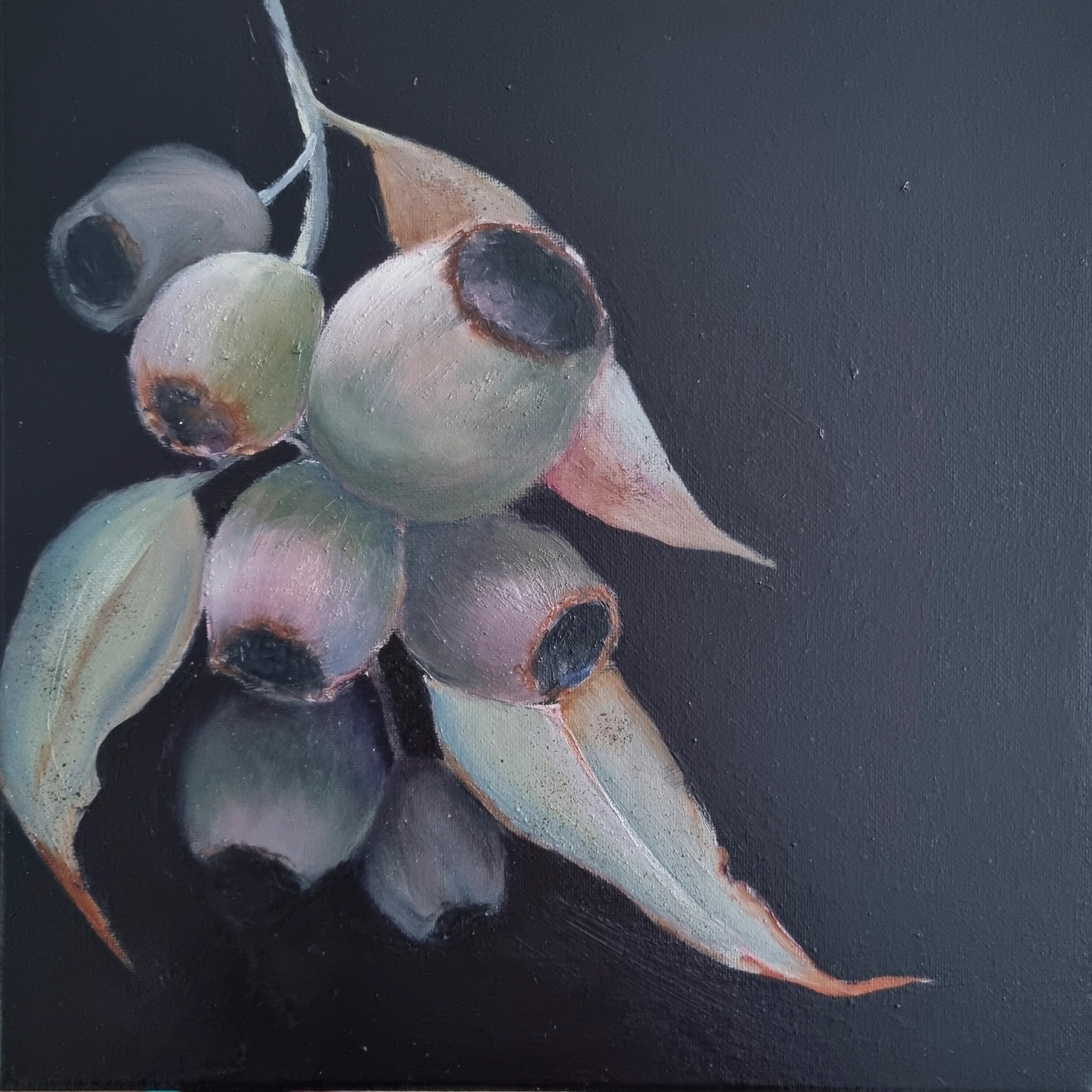 Gumnuts Study
