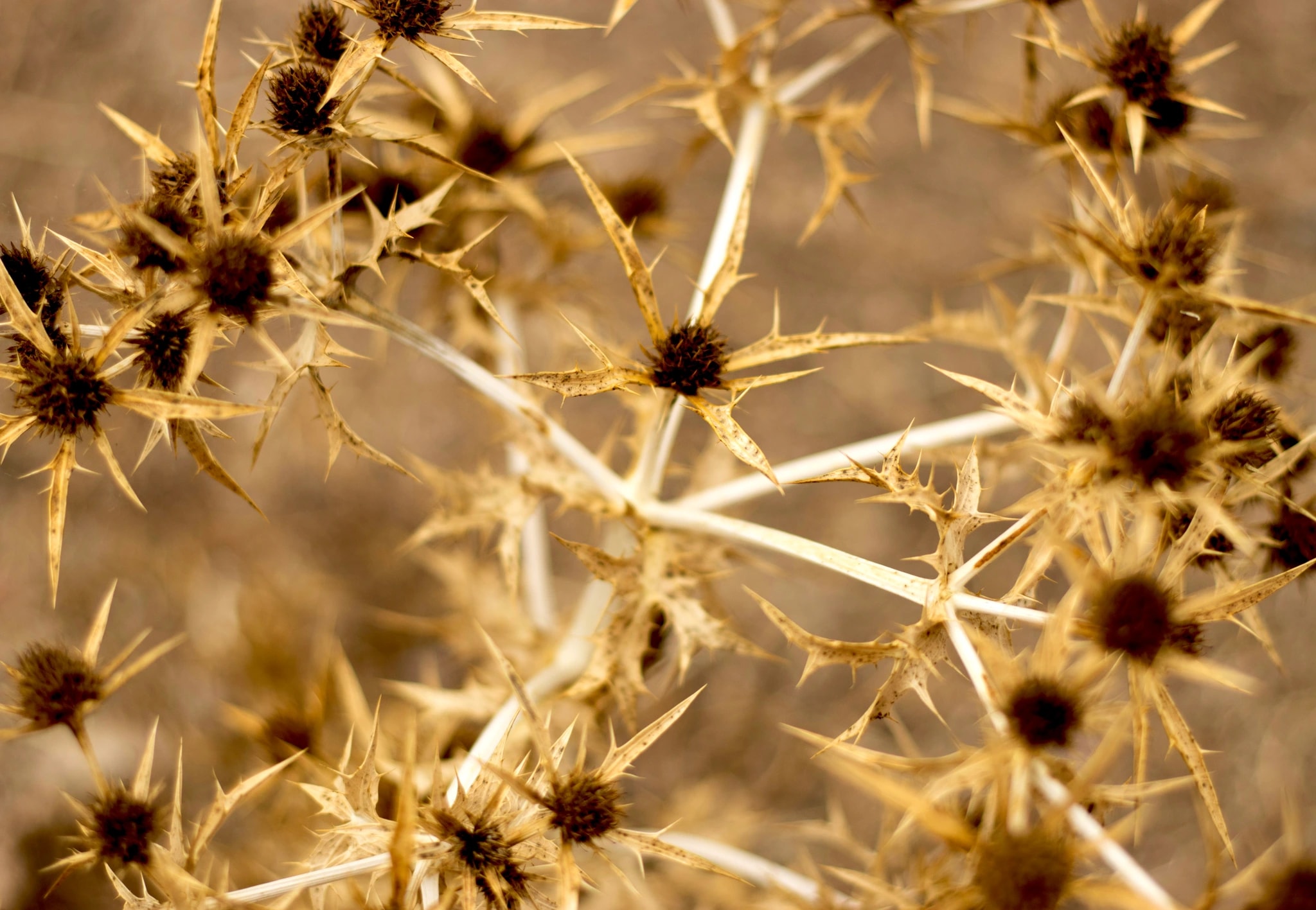 Desert Thorns 2