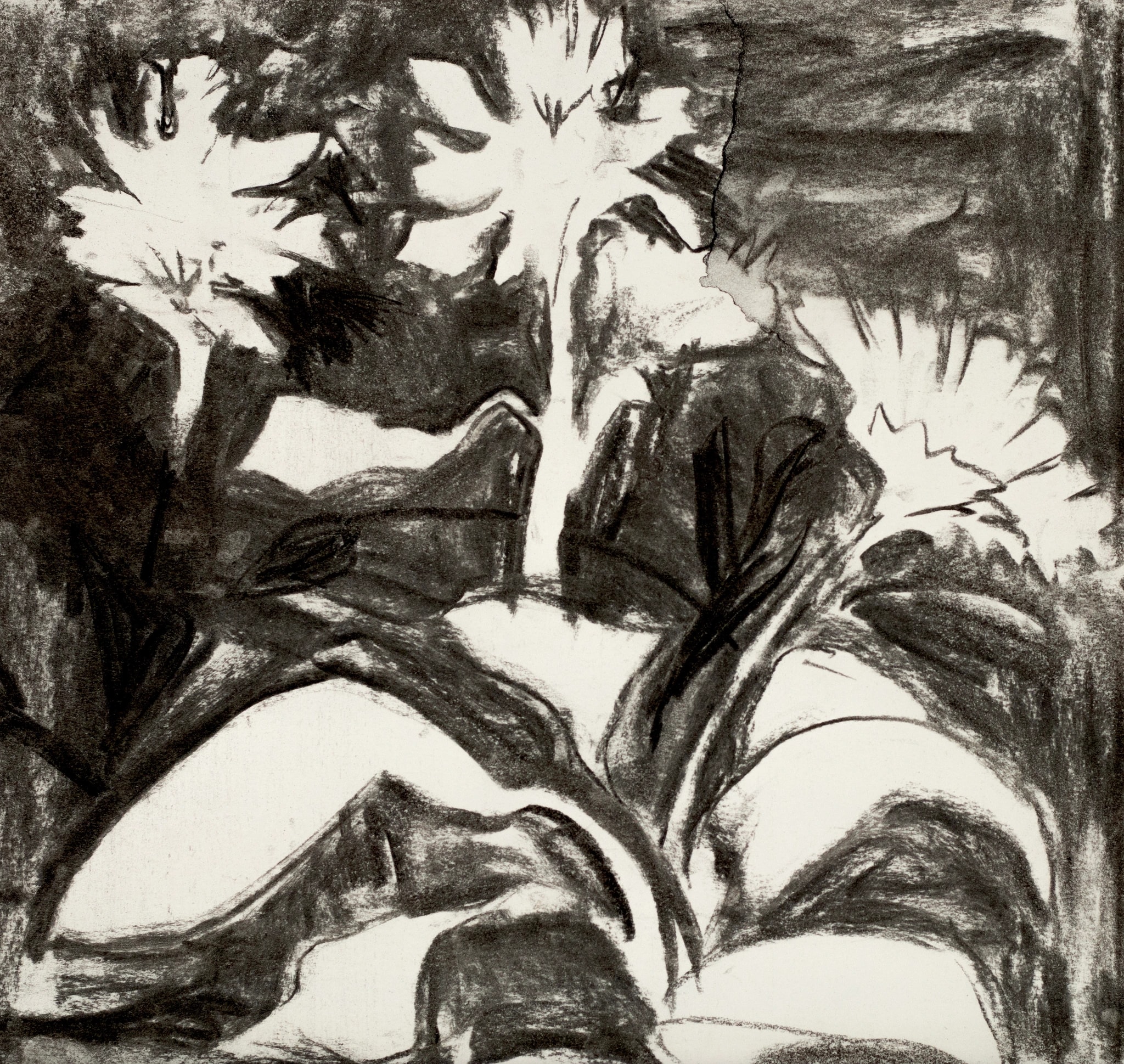 Undergrowth study