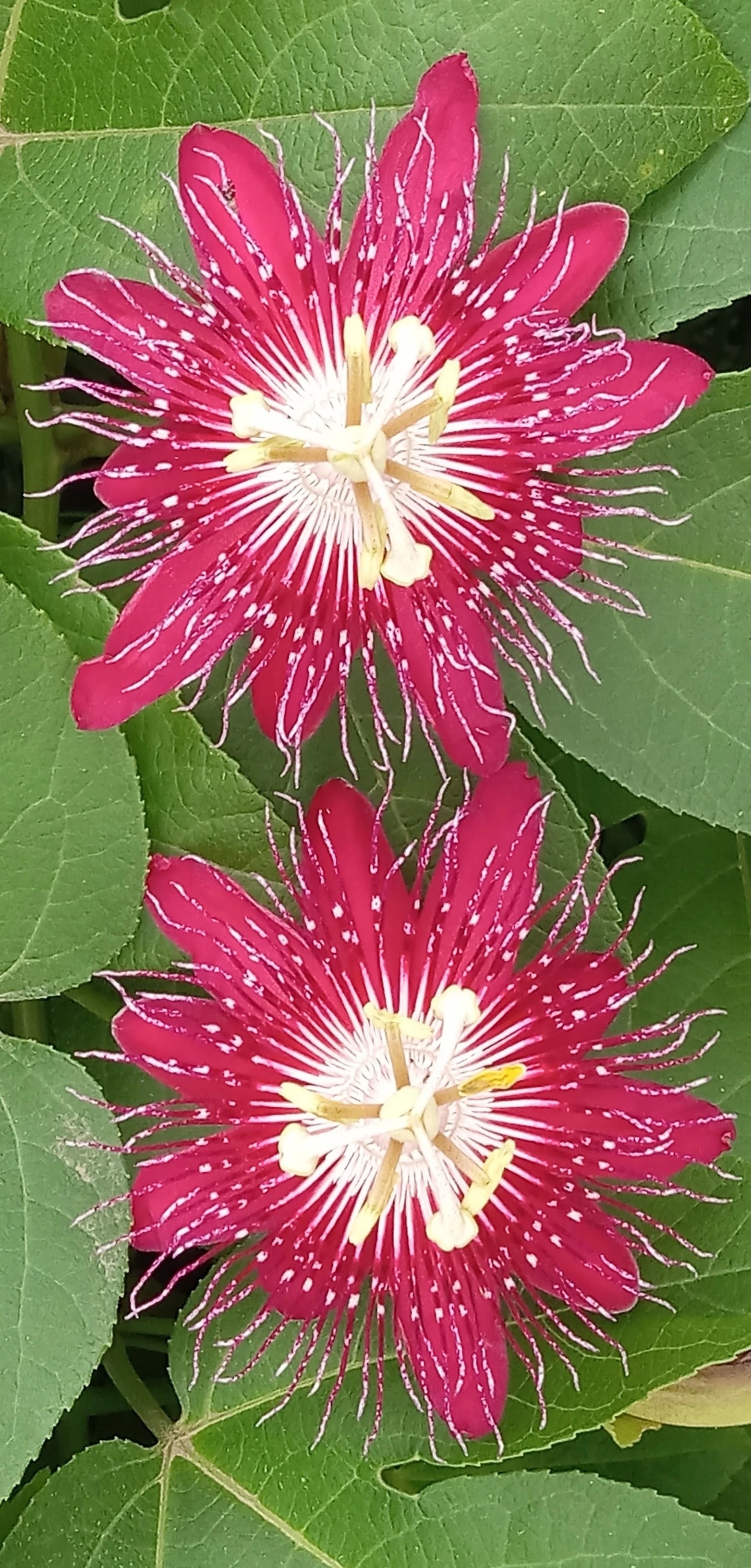 Crimson Passion Flowers