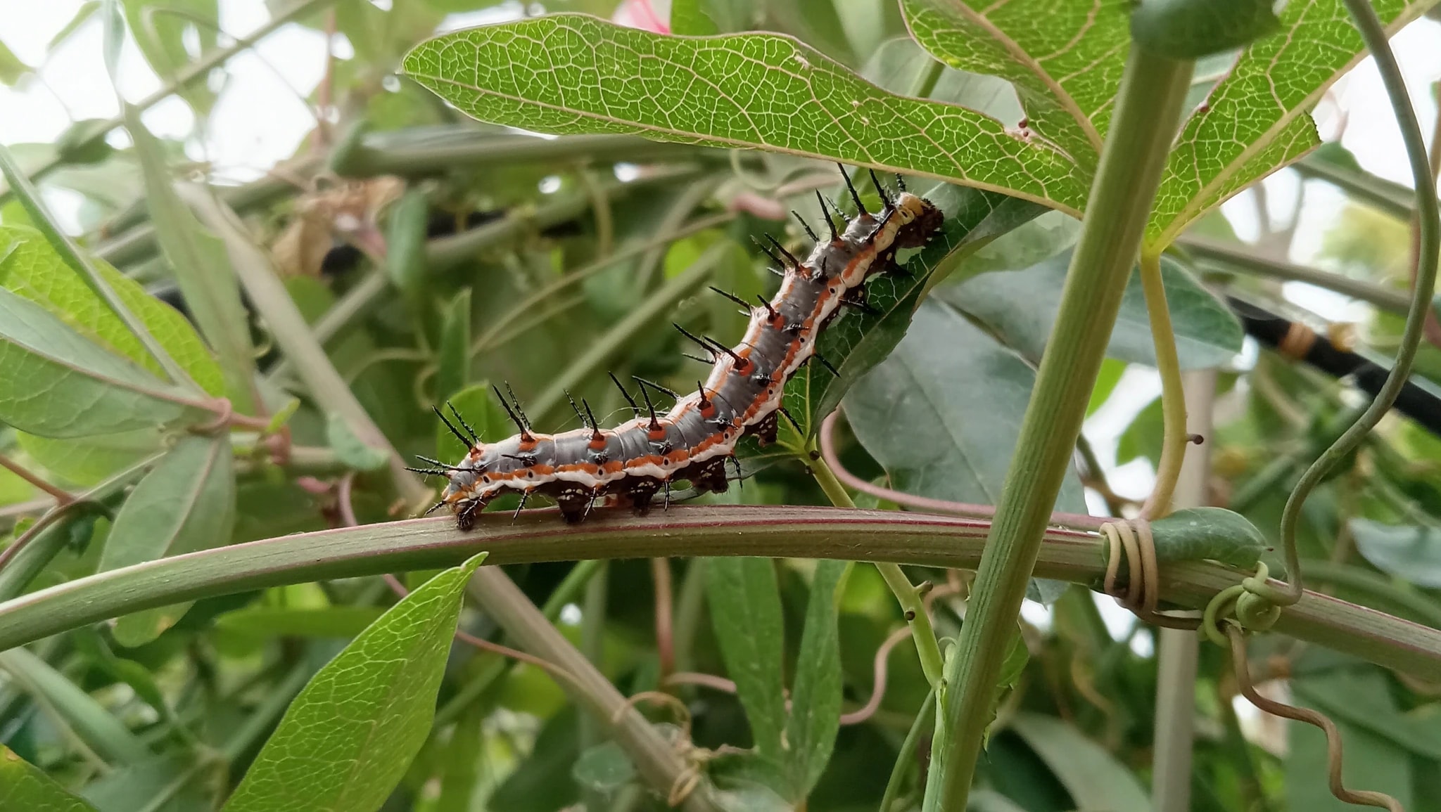 Thorned Caterpillar on Vine