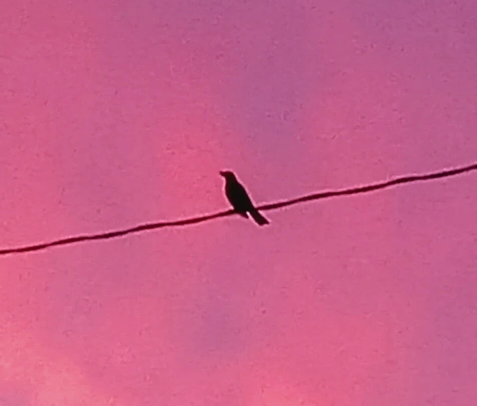 Bird on a Wire