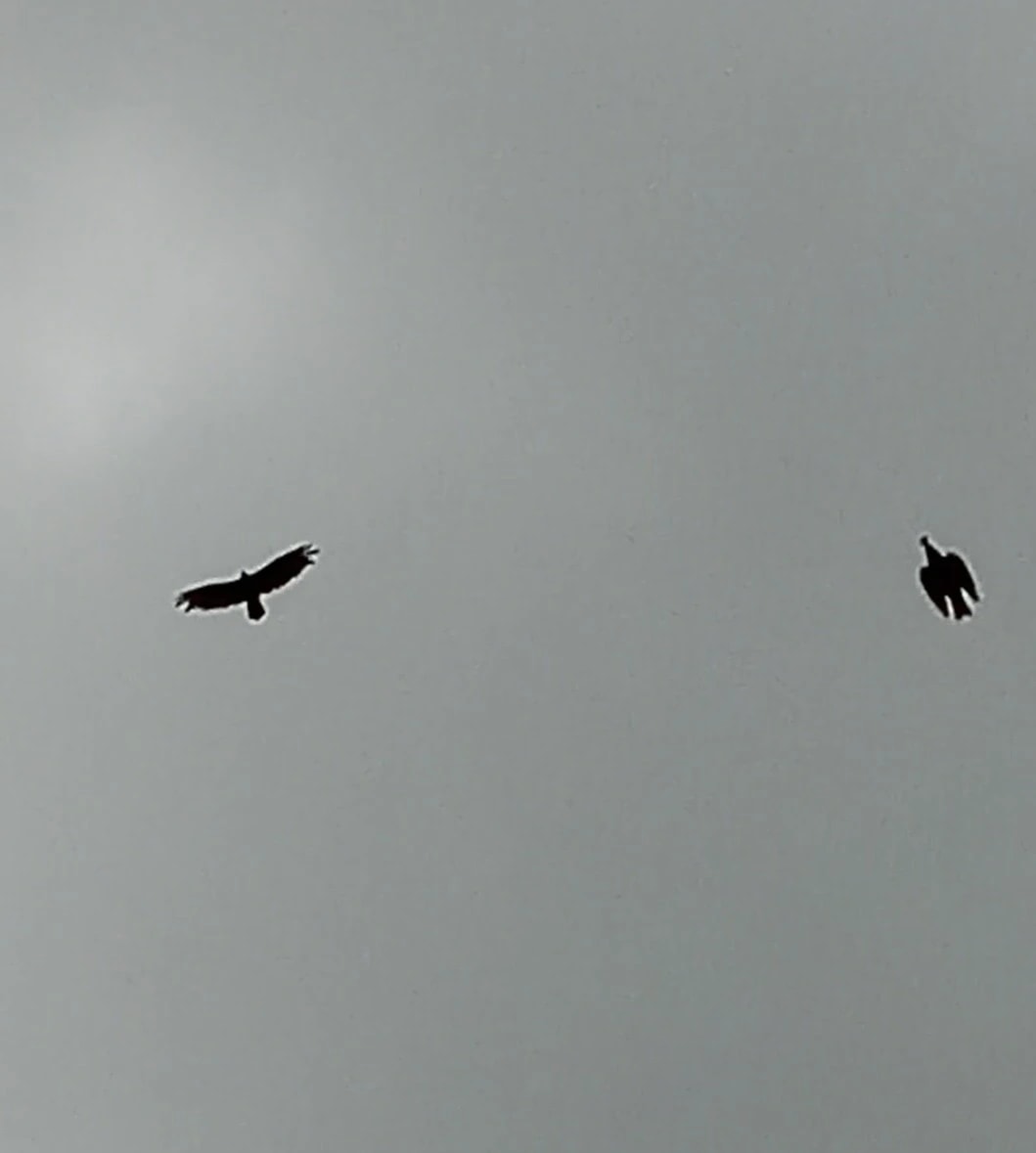 Two Birds in Flight