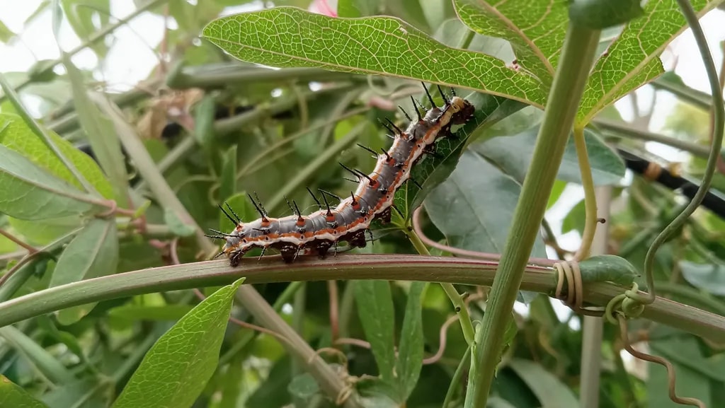 Thorned Caterpillar on Vine