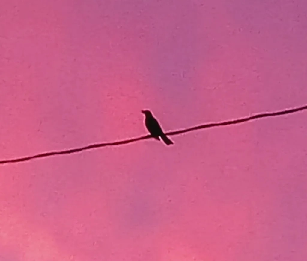 Bird on a Wire