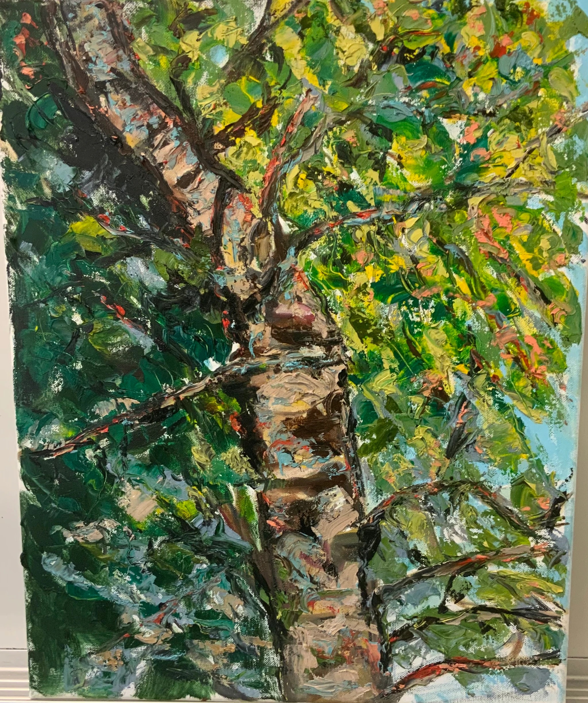 Birch Canopy