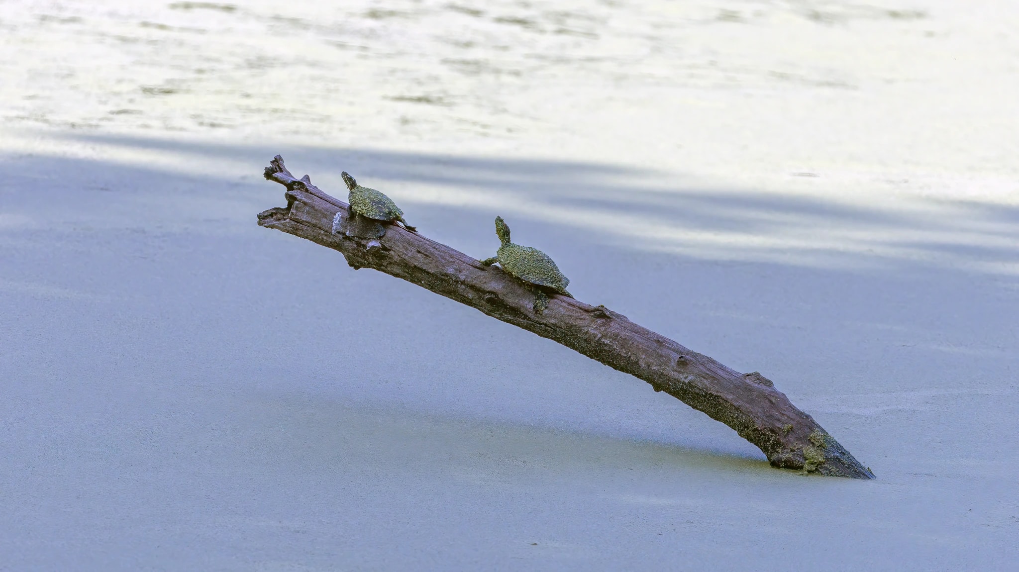 Turtles on Driftwood