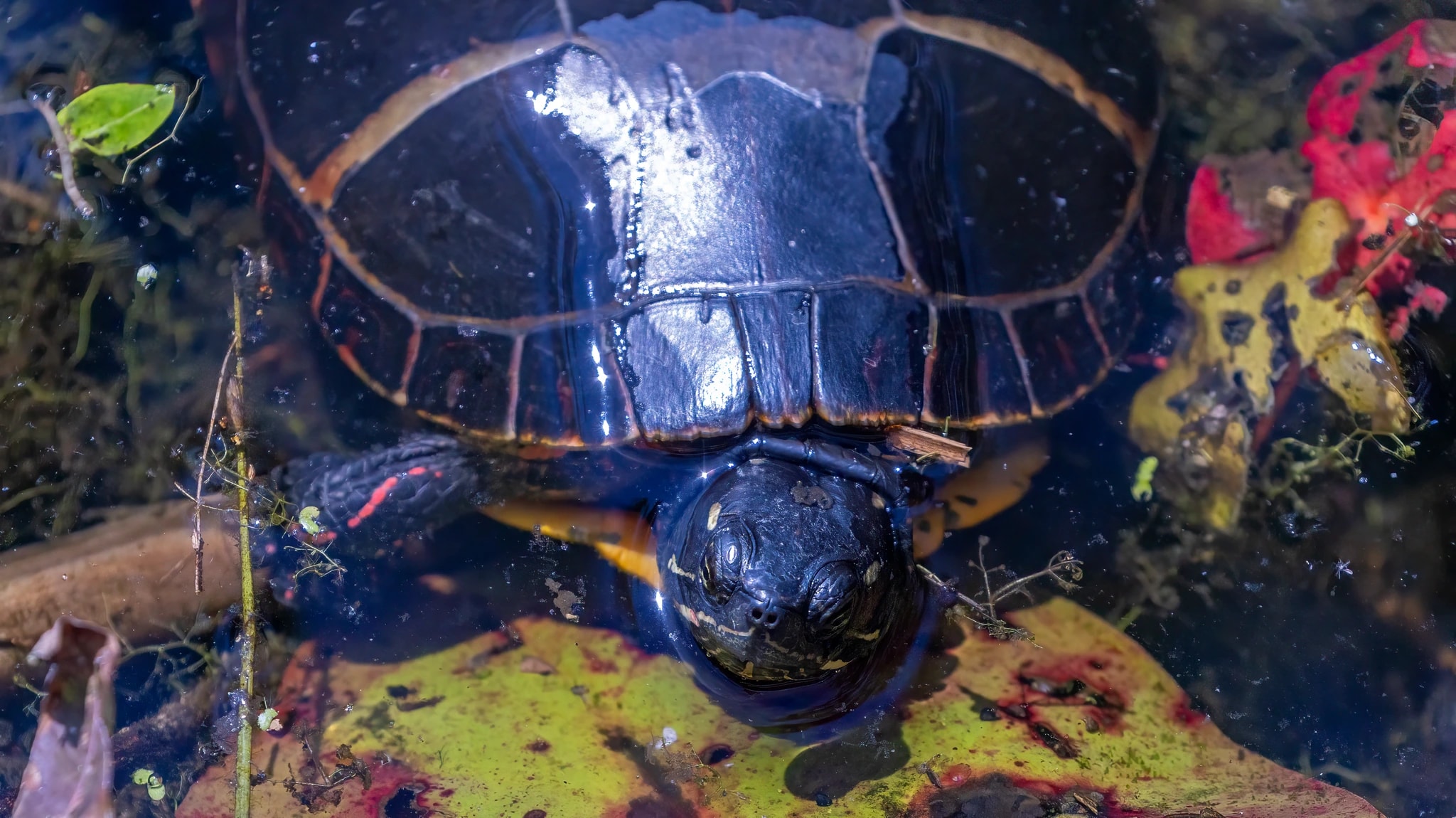 Amber-Shelled Pond Turtle