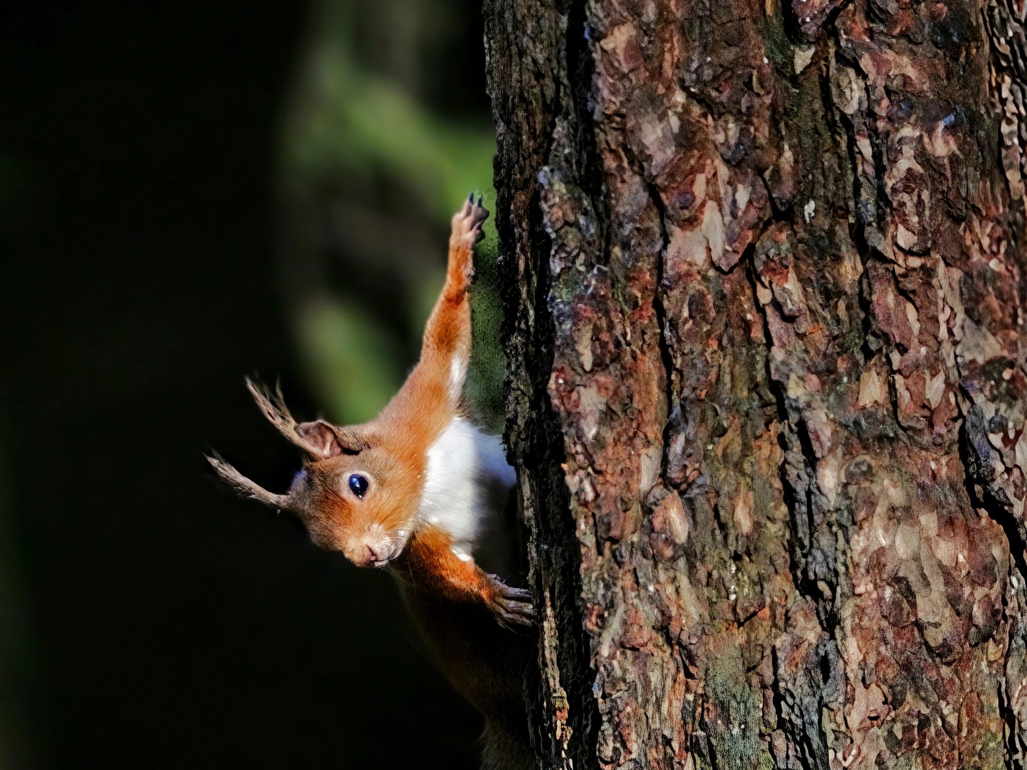 Treebound Glance
