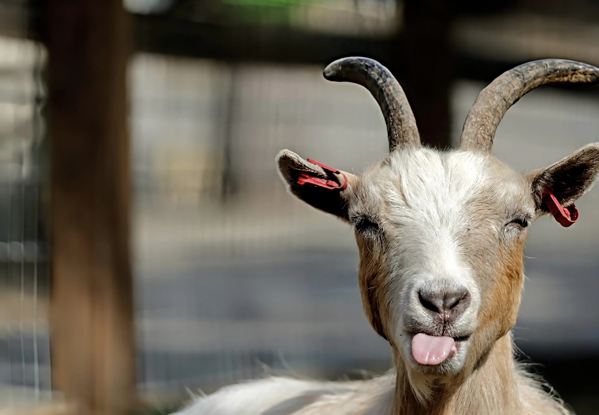 Cheeky Goat