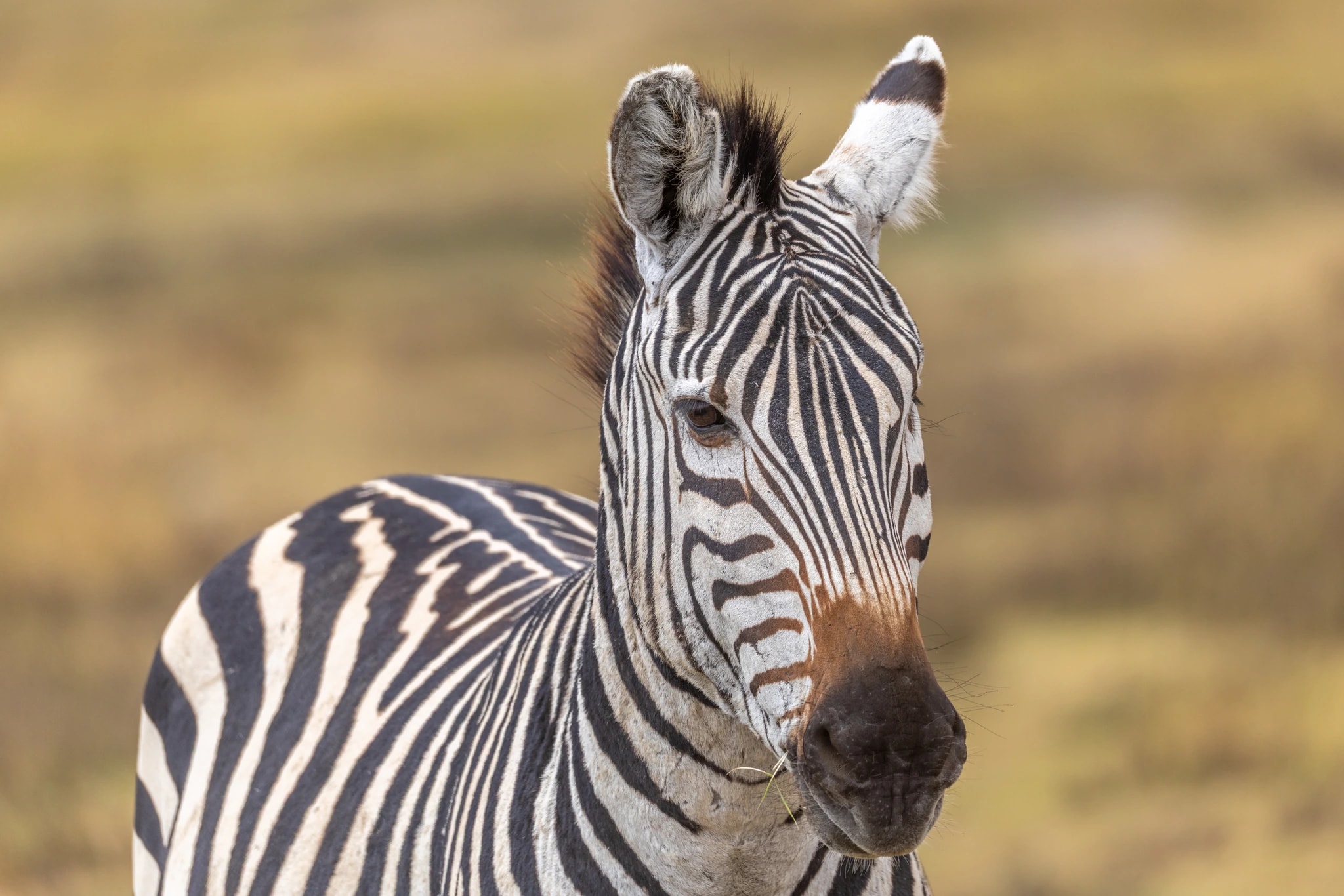 Savanna Zebra Portrait