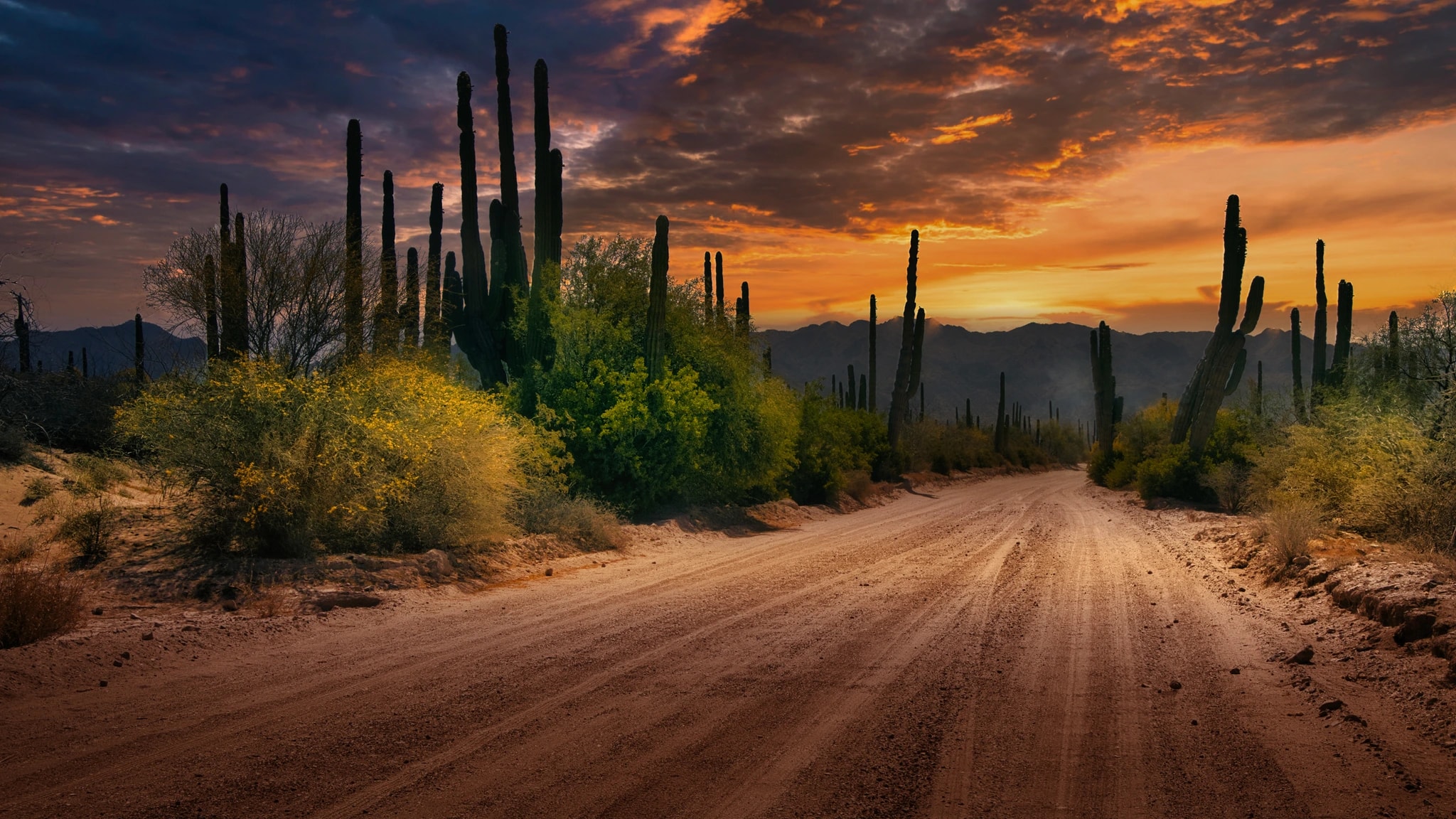 Cactus Landscape at Sunset