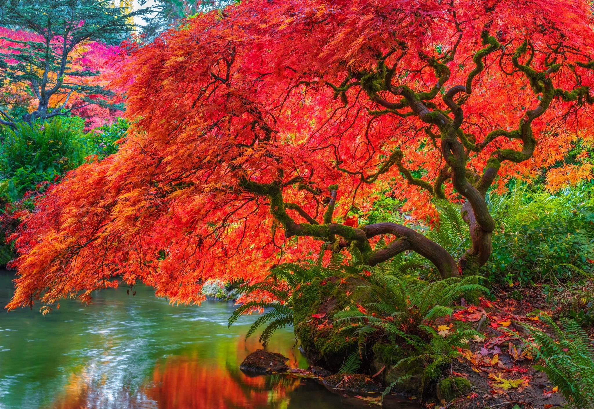 Tree of Fire
