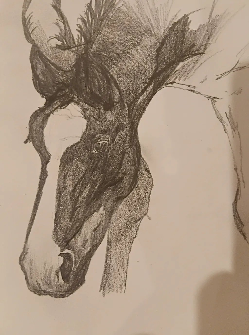 Contemplative Steed