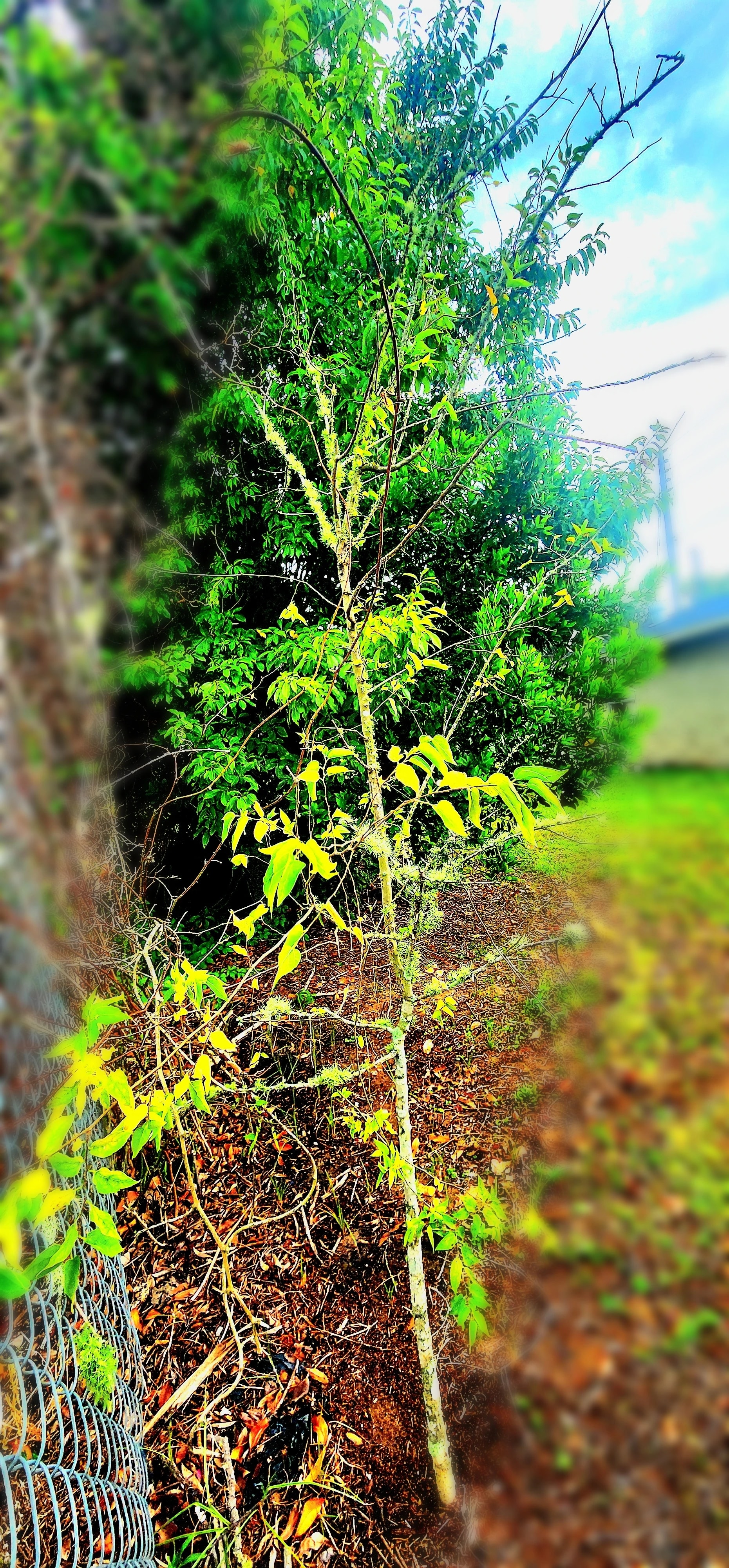 Garden Tree Glow