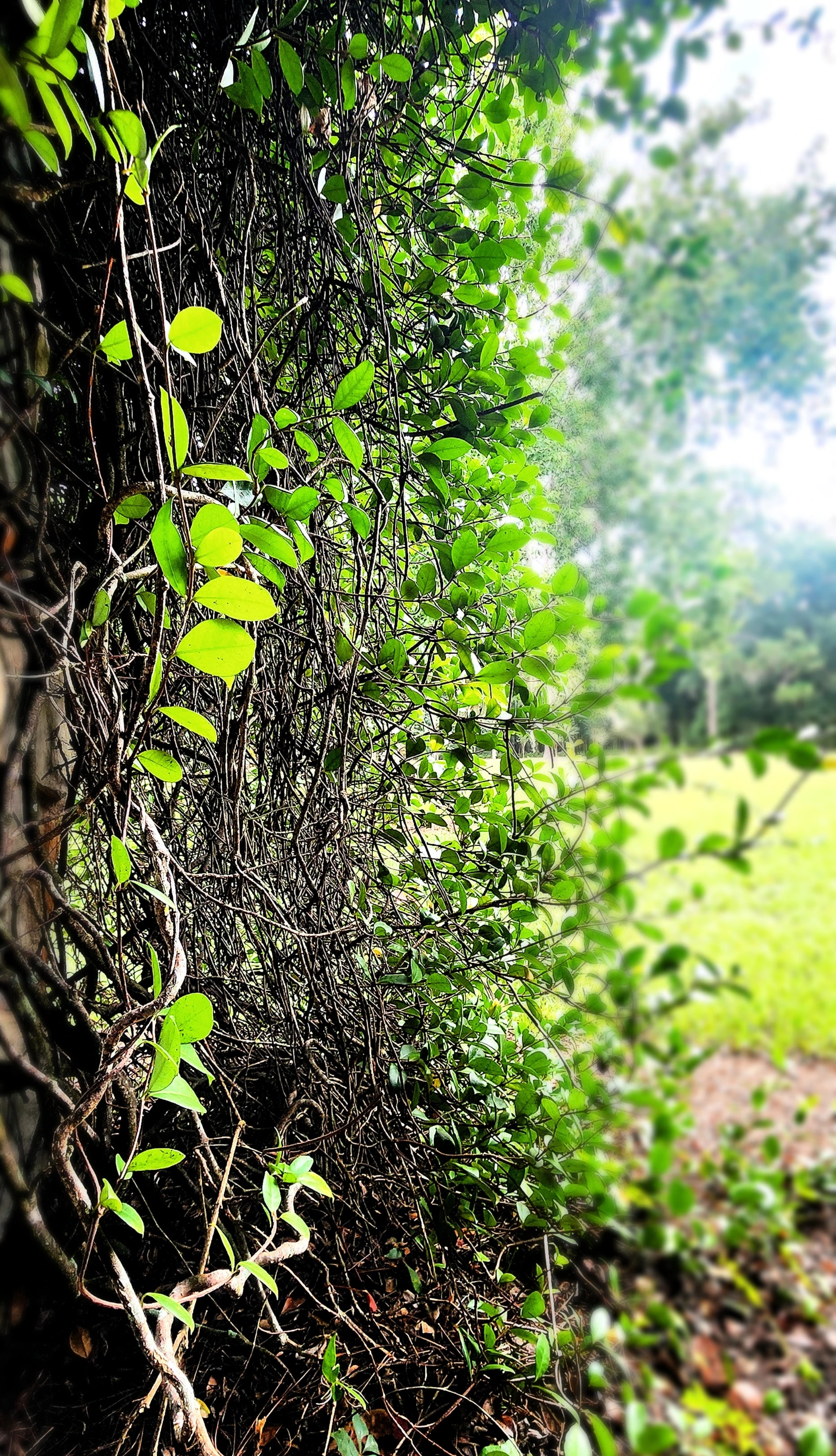Garden Vines Unleashed