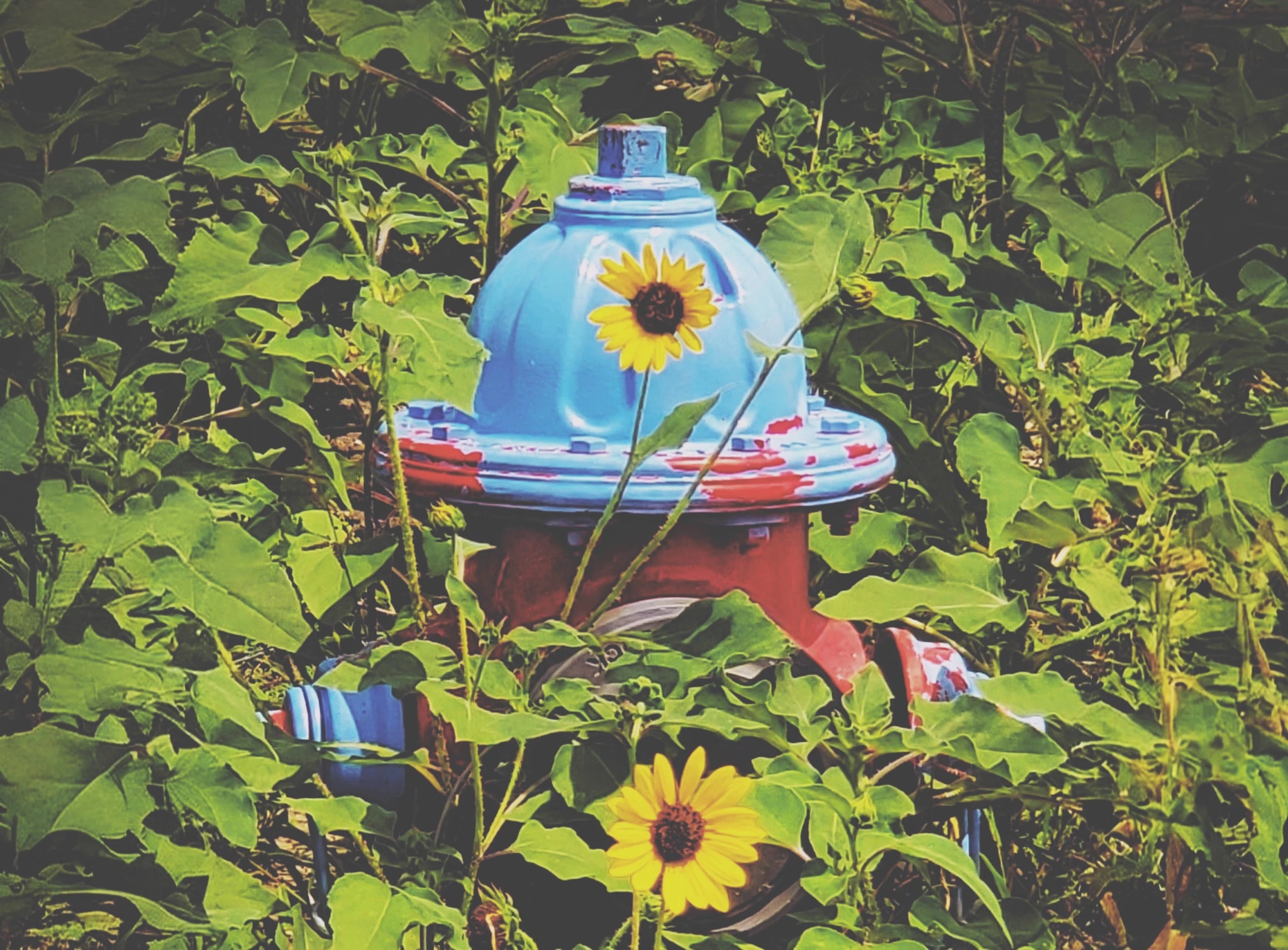 Sunflower Watering Can