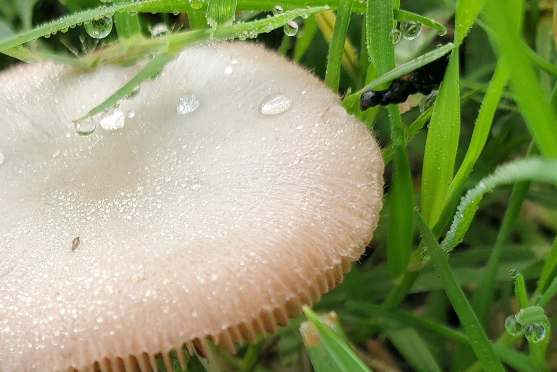 Dew-Crowned Mushroom
