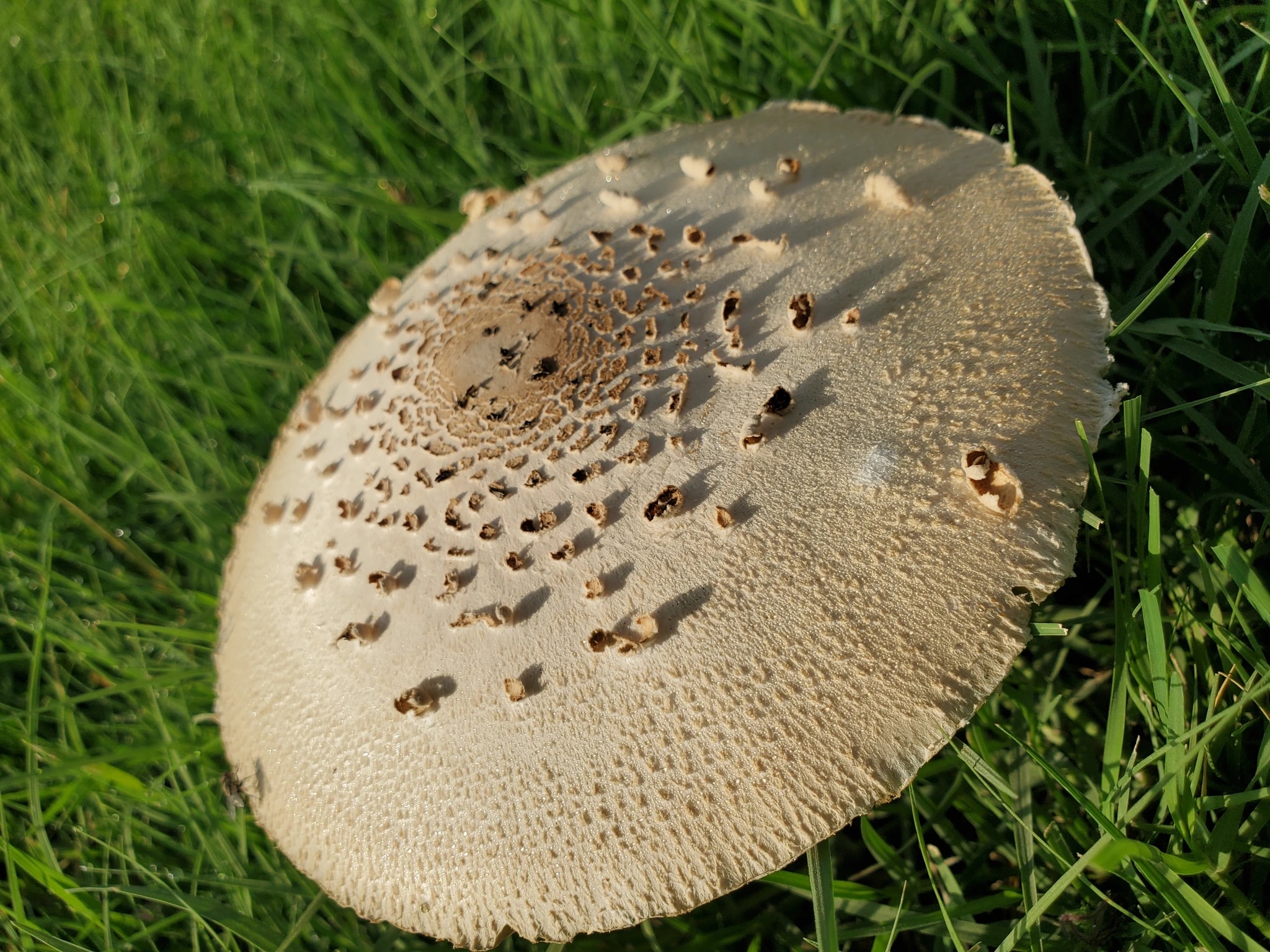 Weathered Mushroom Cap