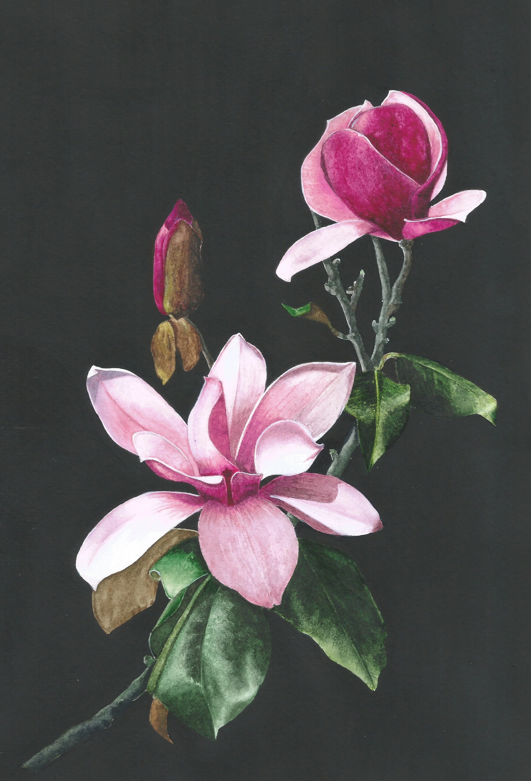Magnolia Nocturne