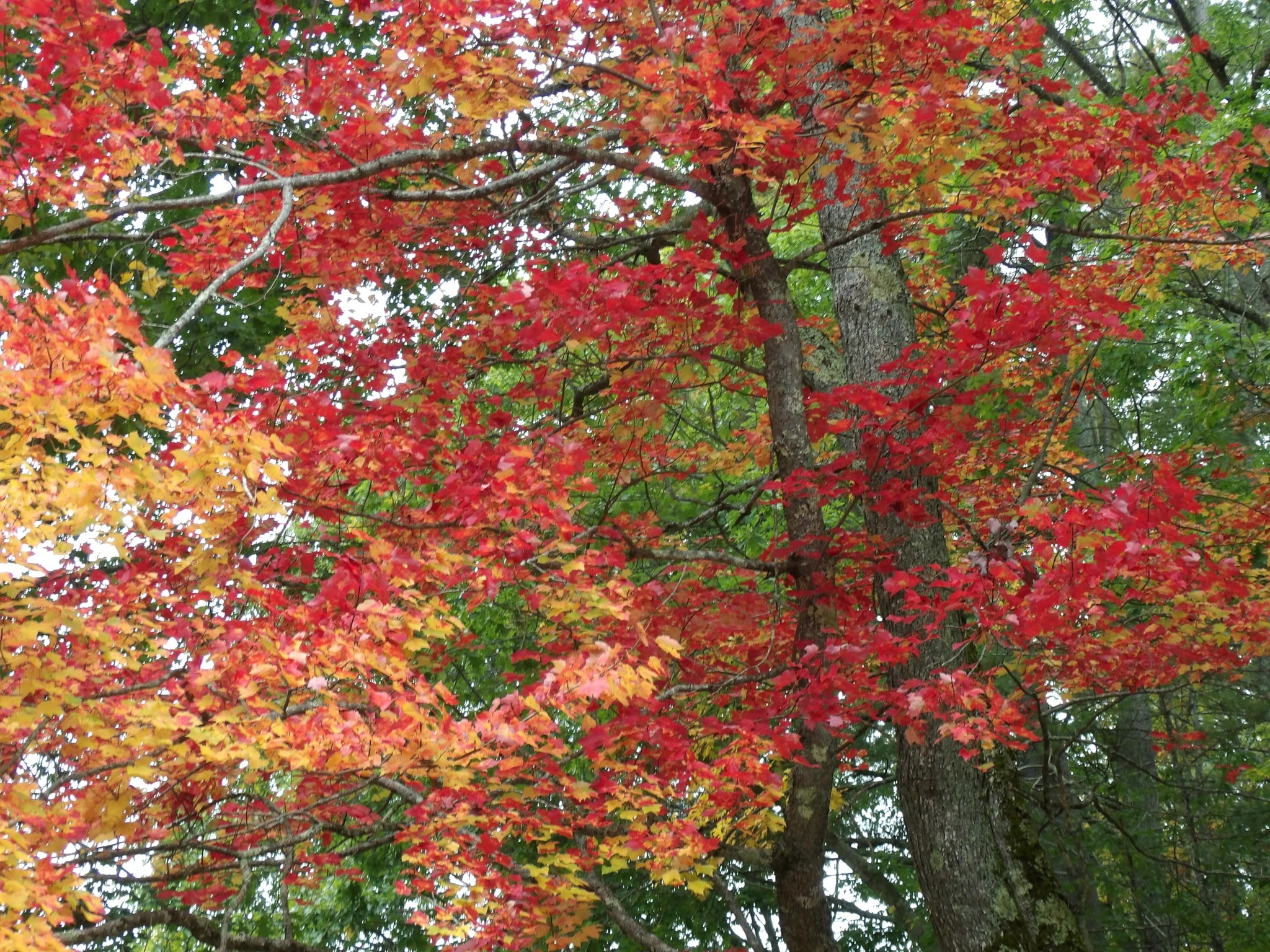 Autumn Canopy