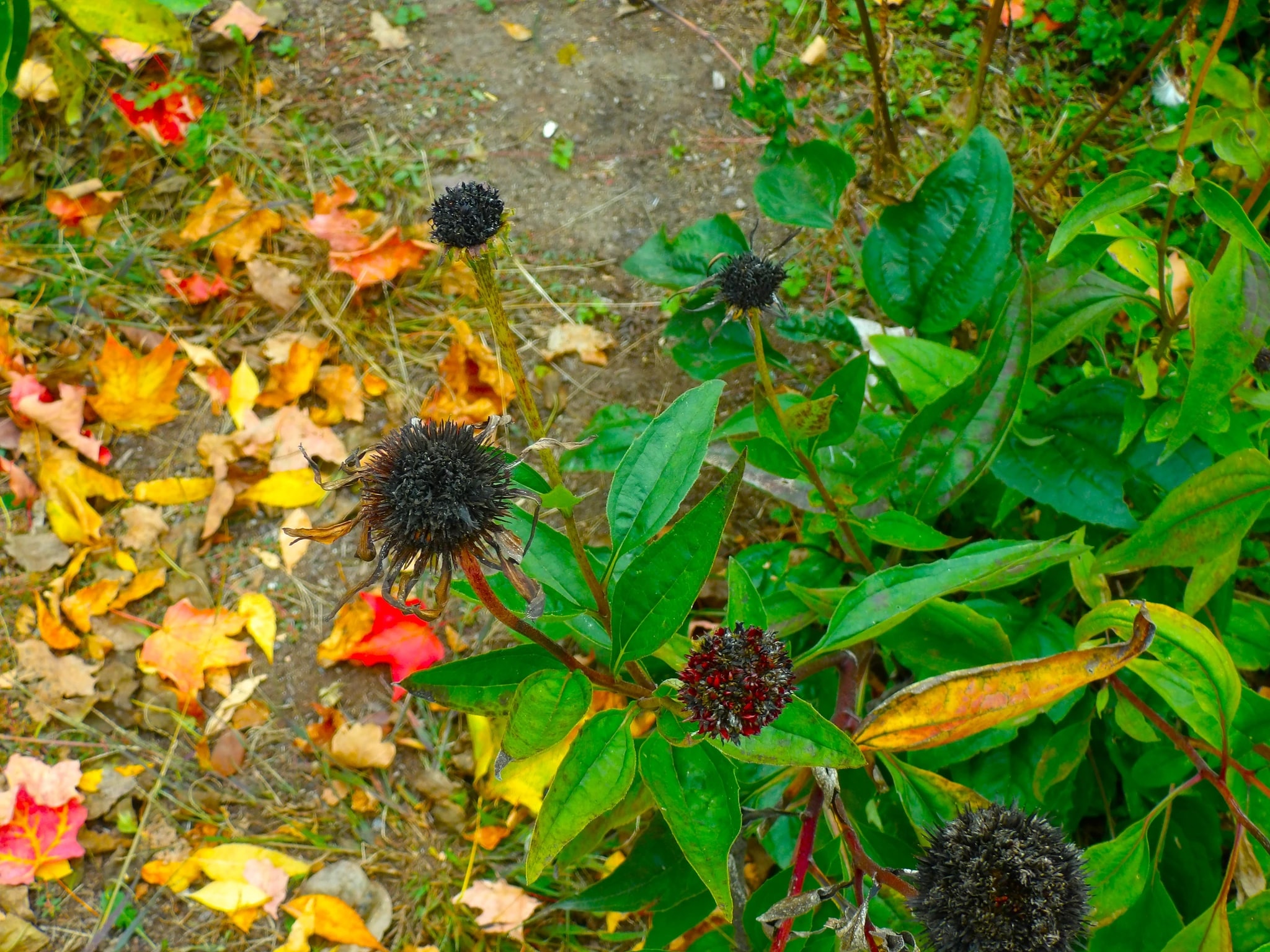 Autumn Garden Path