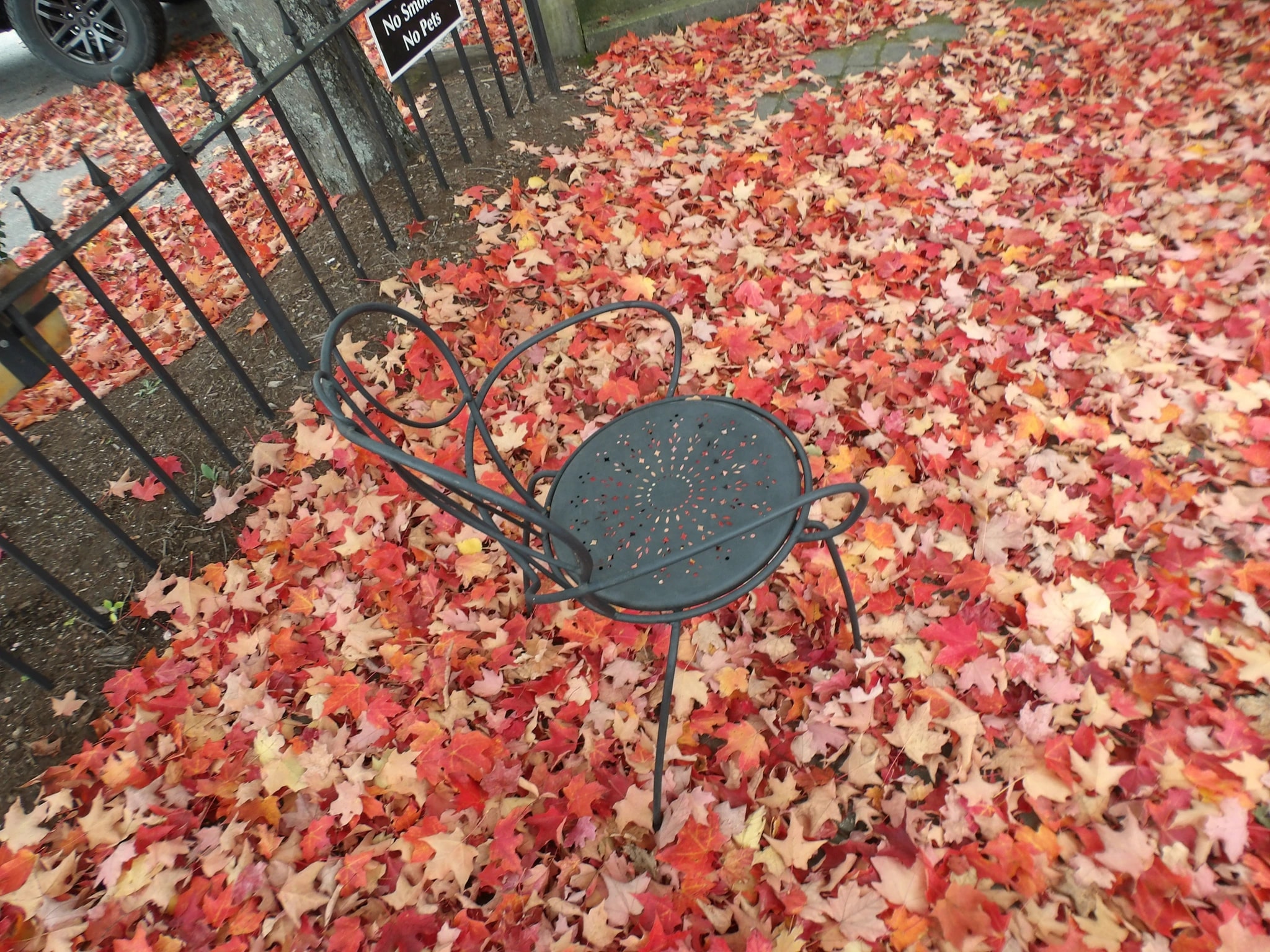 Chair in the Leaves