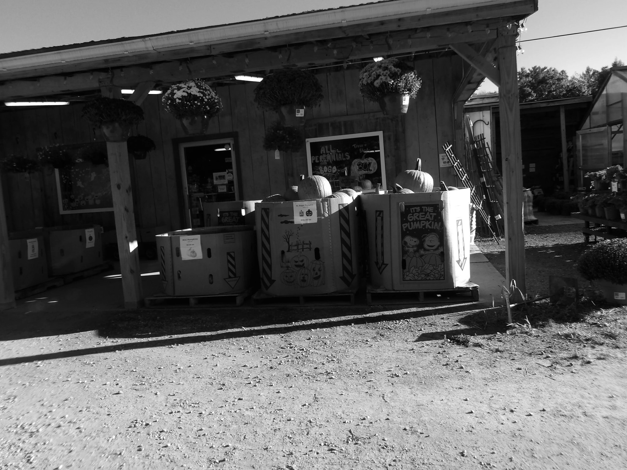 Pumpkin Stand at the Farm Market