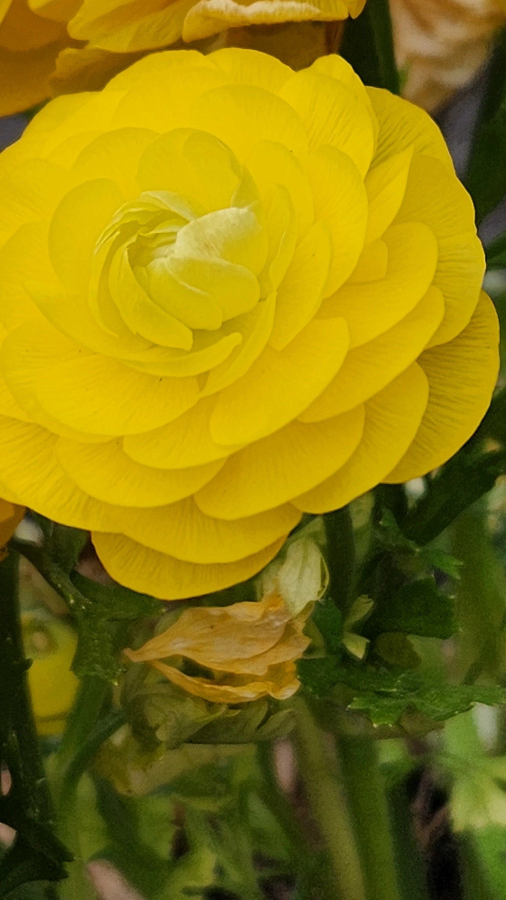 Yellow Blossom Close-Up