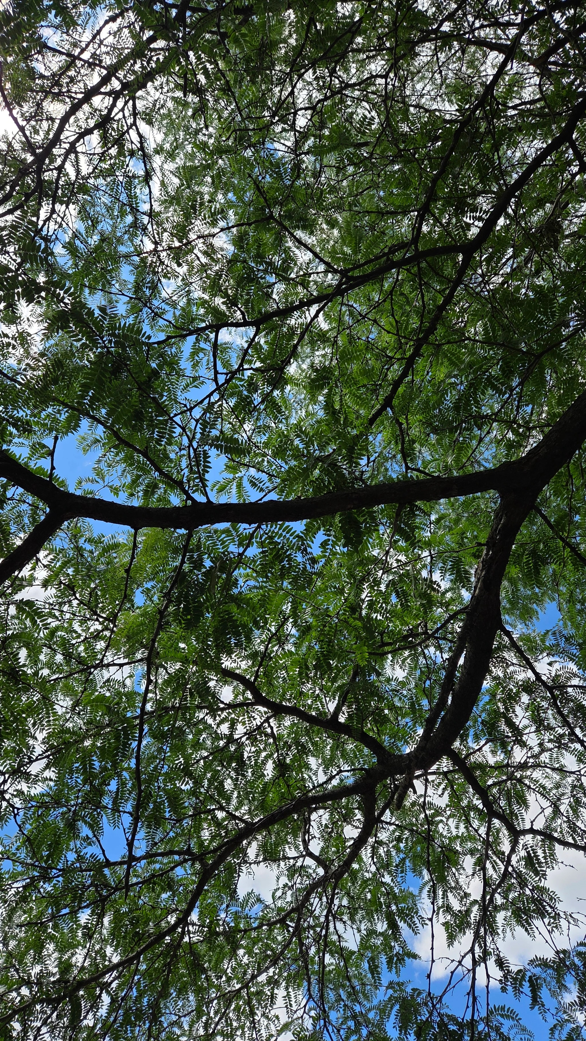 Canopy Fragments