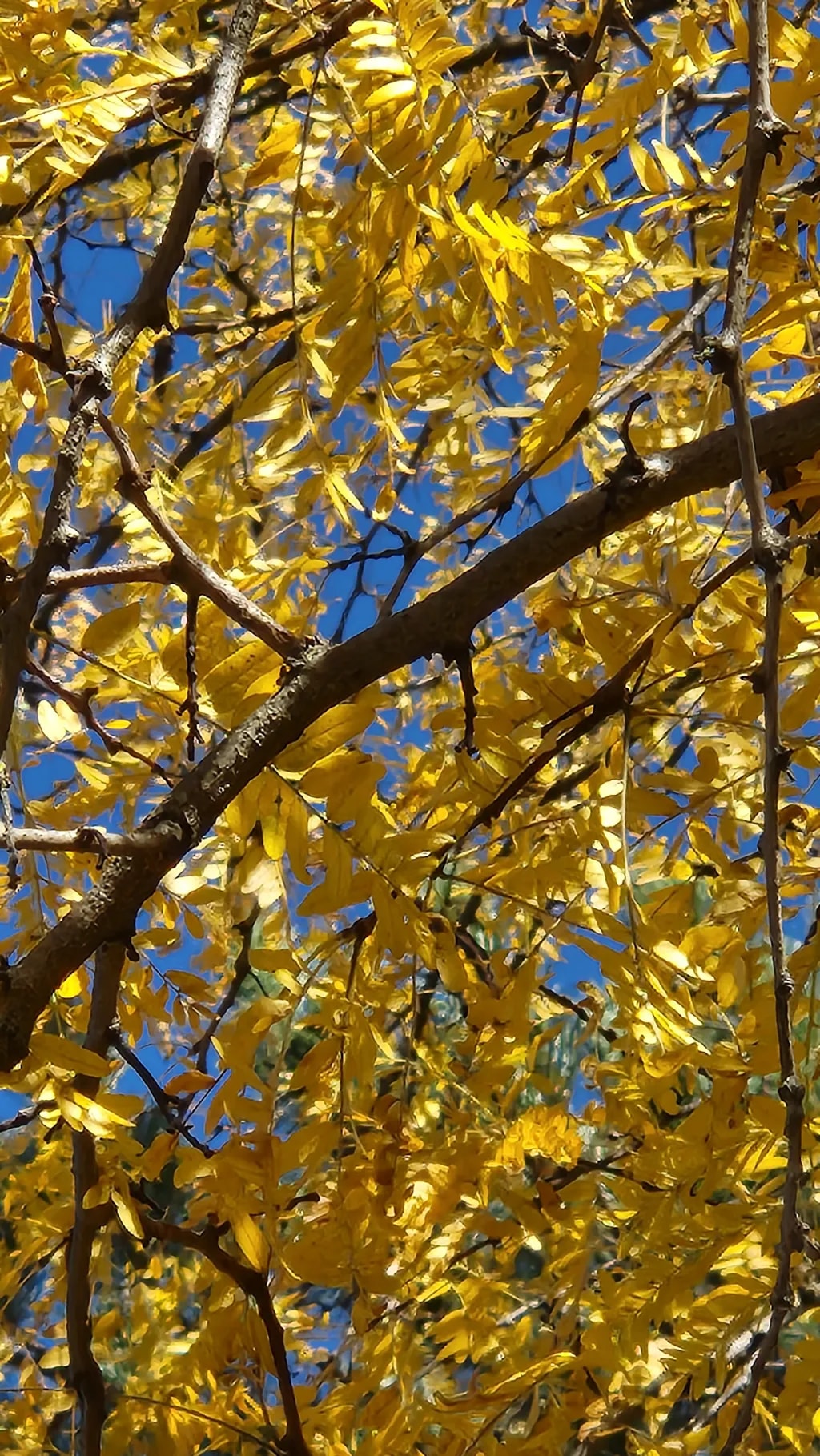 Golden Canopy